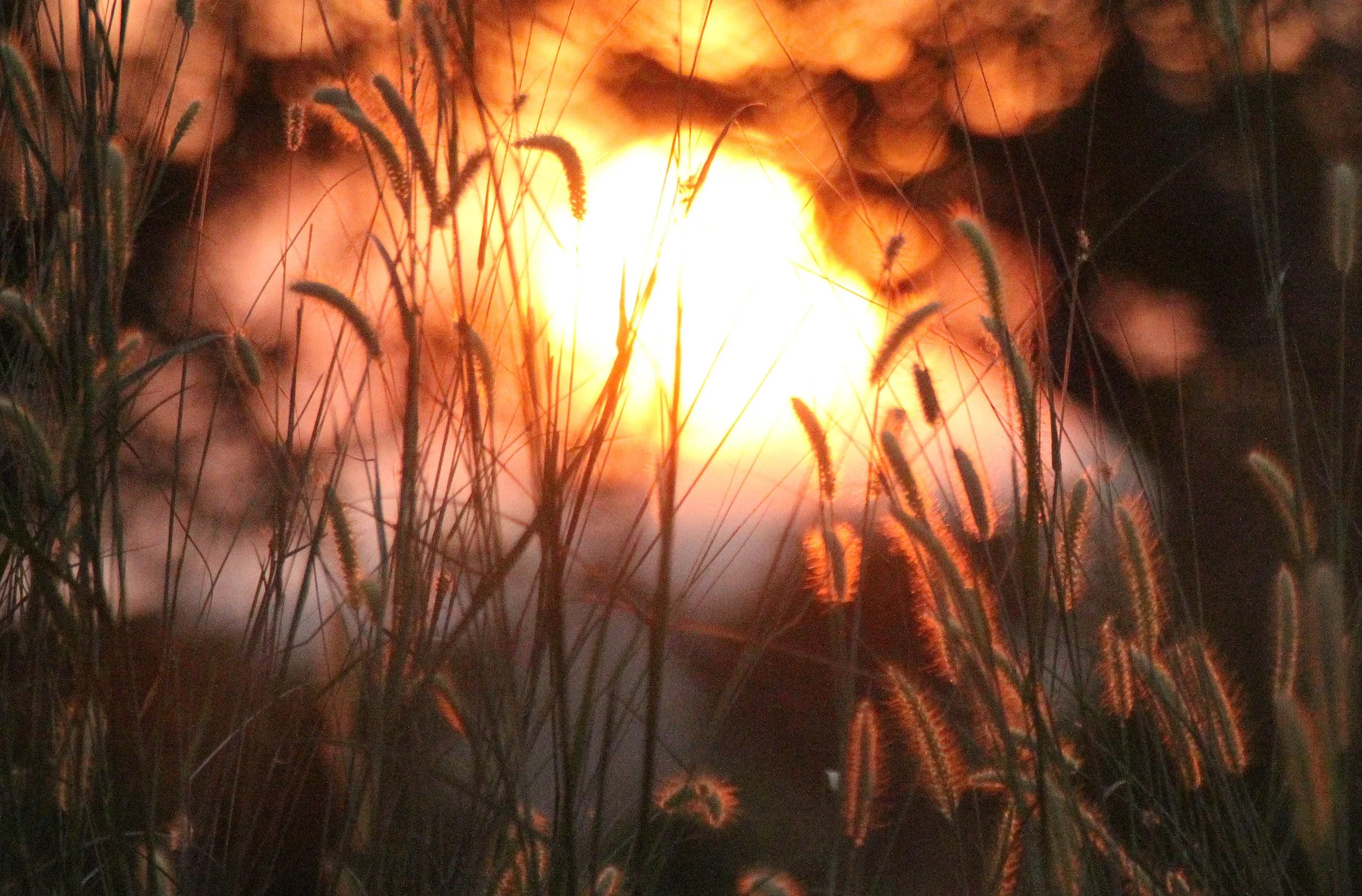 SIRIGIYA FOREST AREA SRI LANKA (6).JPG