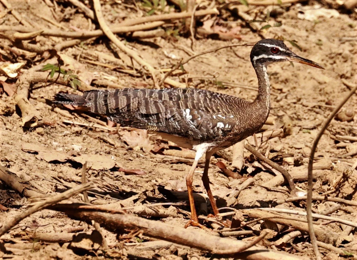 Sunbittern - Eurypyga helias - Porto Alegre Lodge, Pantanal (3).JPG
