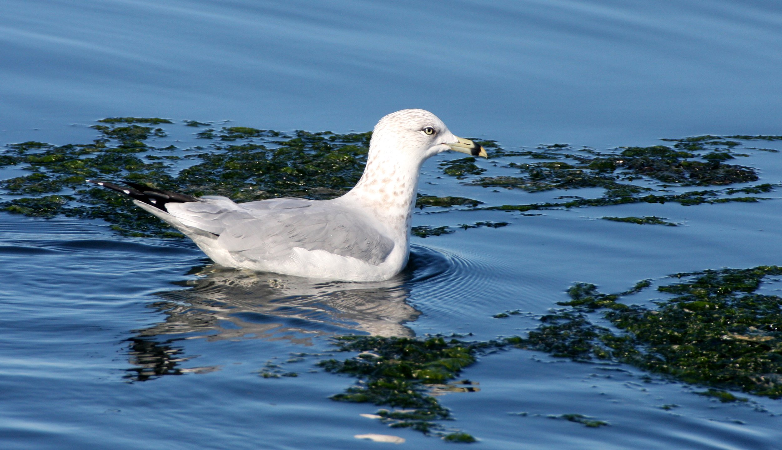 BIRD - GULL - RING-BILLED GULL - SEQUIM BAY (5).JPG