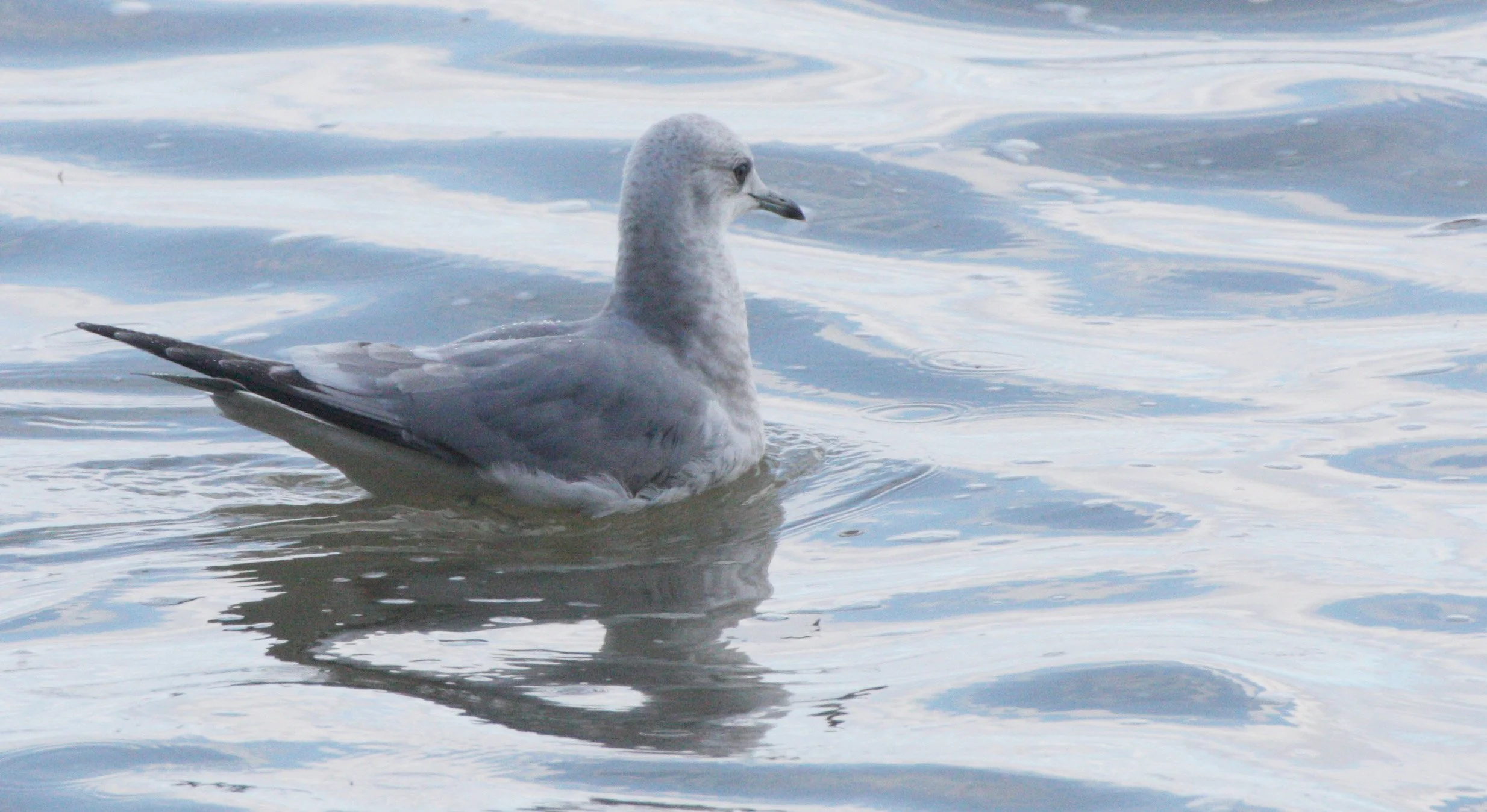 BIRD - GULL - MEW GULL - FIRST WINTER - LAKE FARM BEACH WA (2).JPG