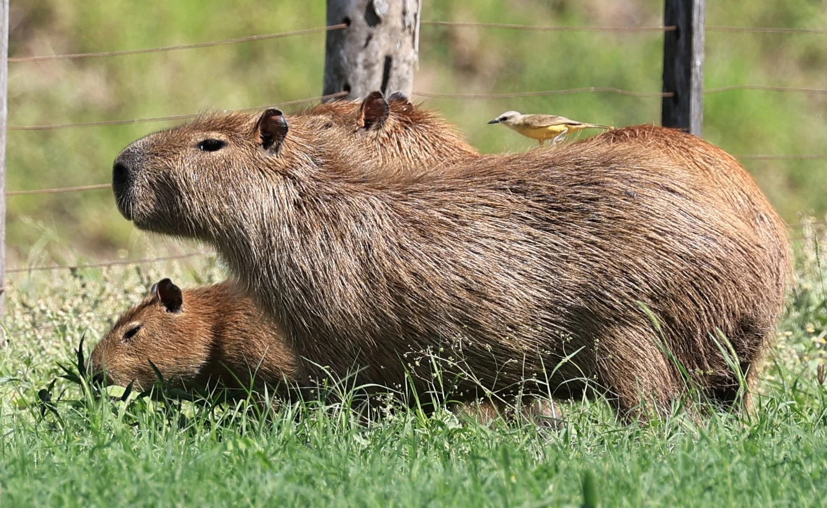 Capybara (Hydrochoerus hydrochaeris) Loma Plata Paraguay - Brunnen Strasse (14).jpg