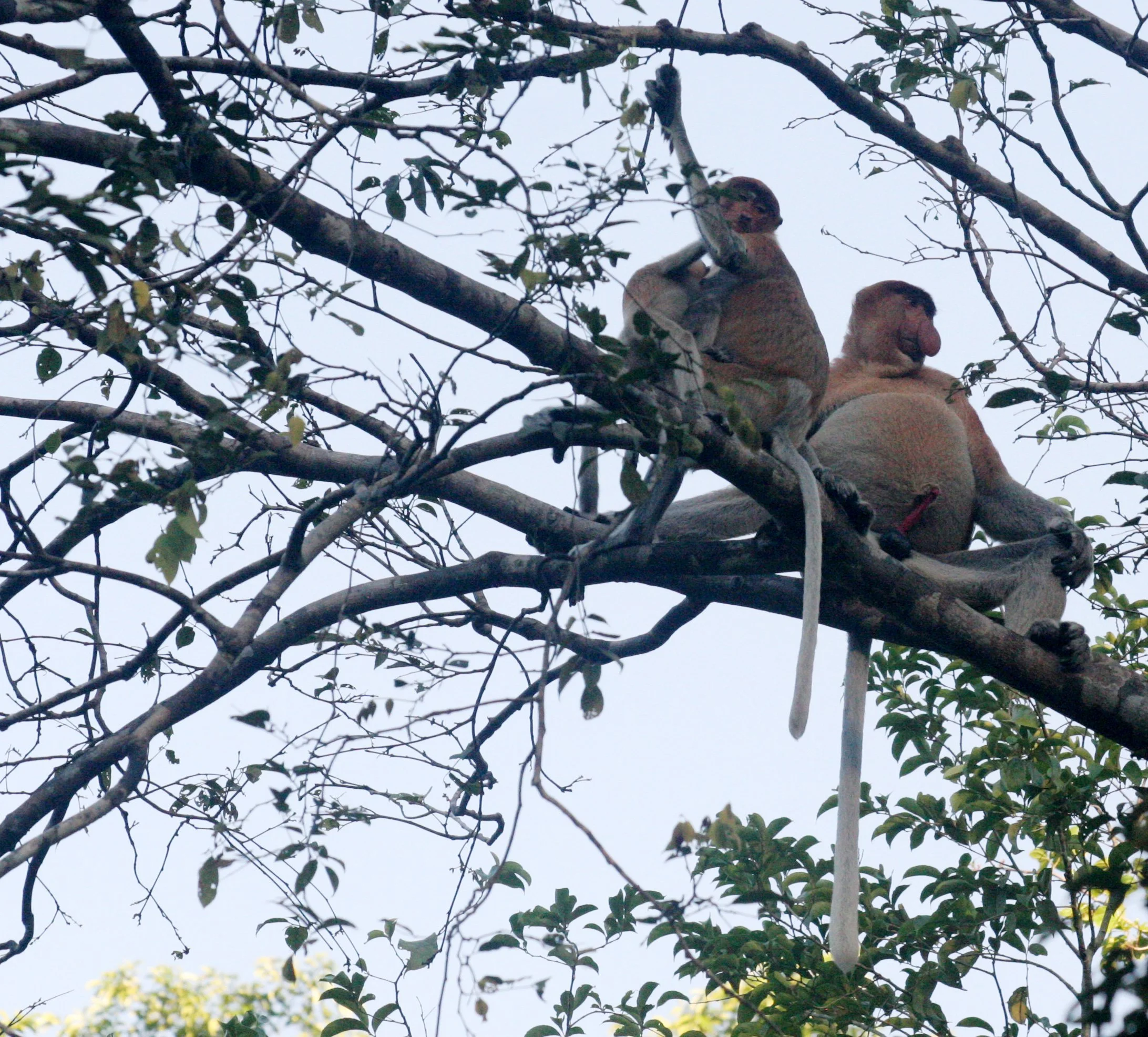 CERCOPITHECIDAE - Nasalis larvatus -PROBOSCIS MONKEY TROOP - KINABATANGAN RIVER BORNEO  (5).JPG