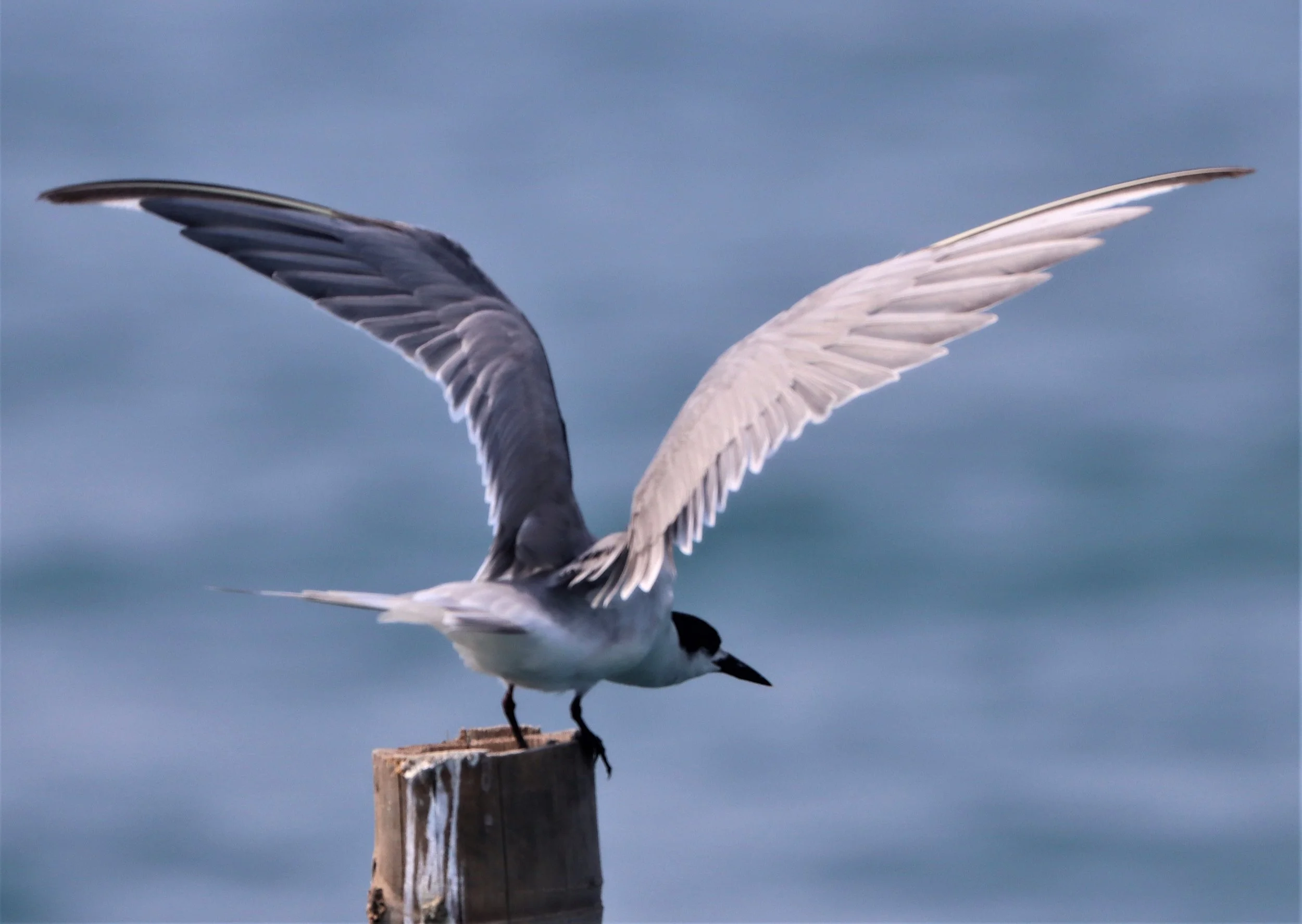 TERN - COMMON TERN - Sterna hirundo - UPPER NE GULF OF THAILAND NEAR CHACHOENGSAO (22).jpg