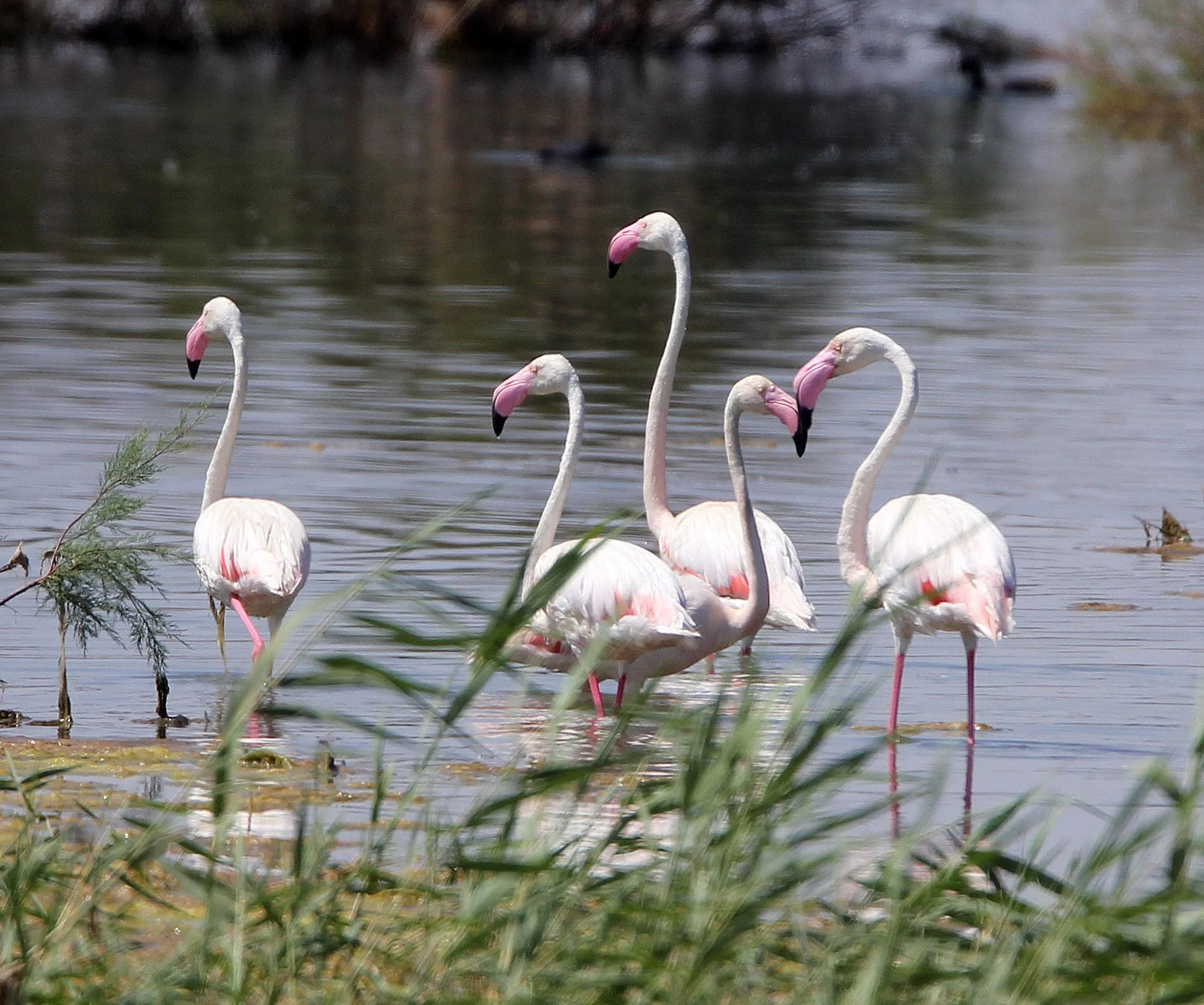 Phoenicopterus roseus - Greater Flamingo - Laguna Dulce Spain (32).JPG