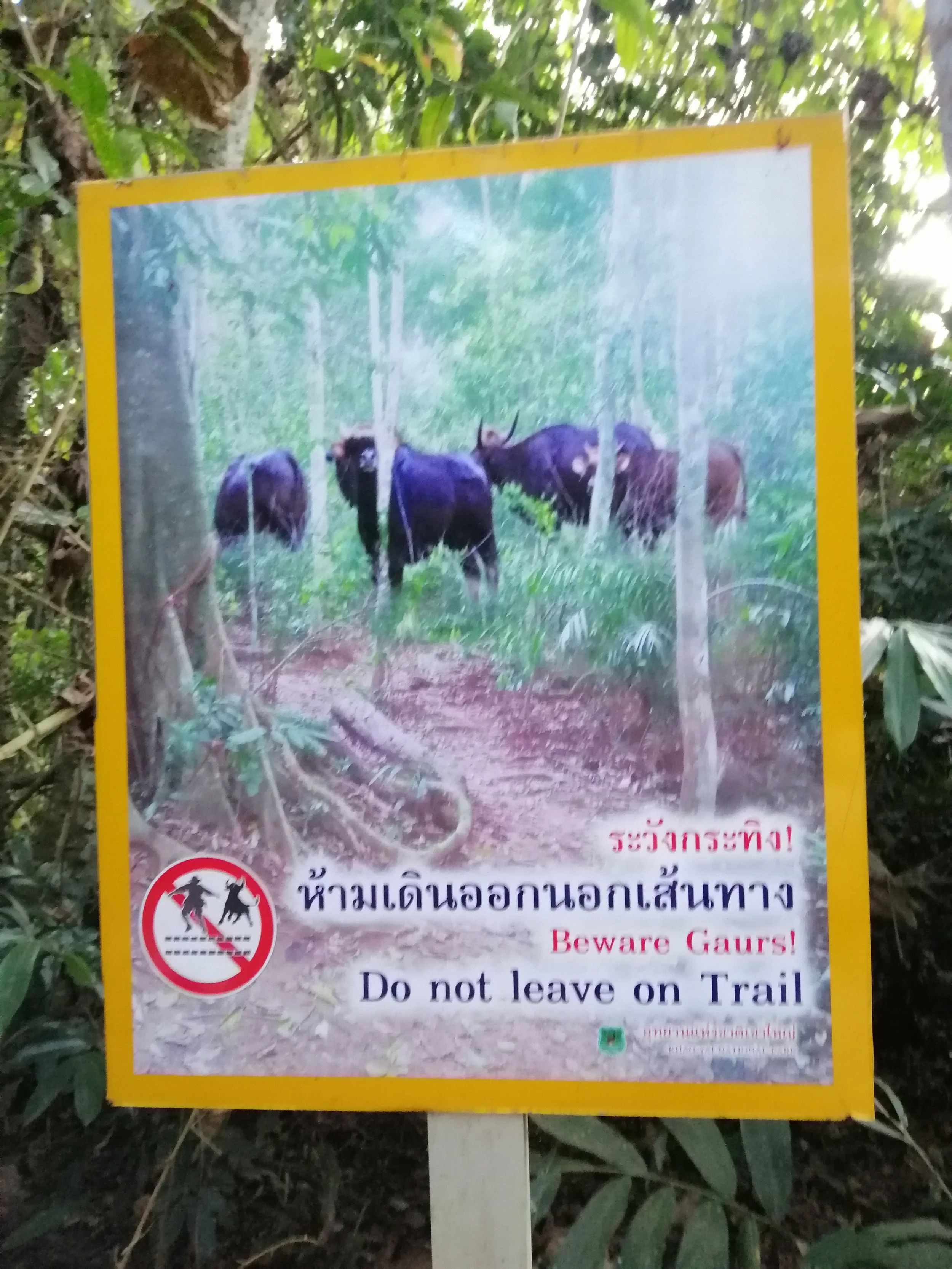 Meeting Gaur, the world's largest cow species, in the dense forest can be very problematic.  I've had this experience on a couple occasions.  Both times they bolted while I searched for a change of underwear.