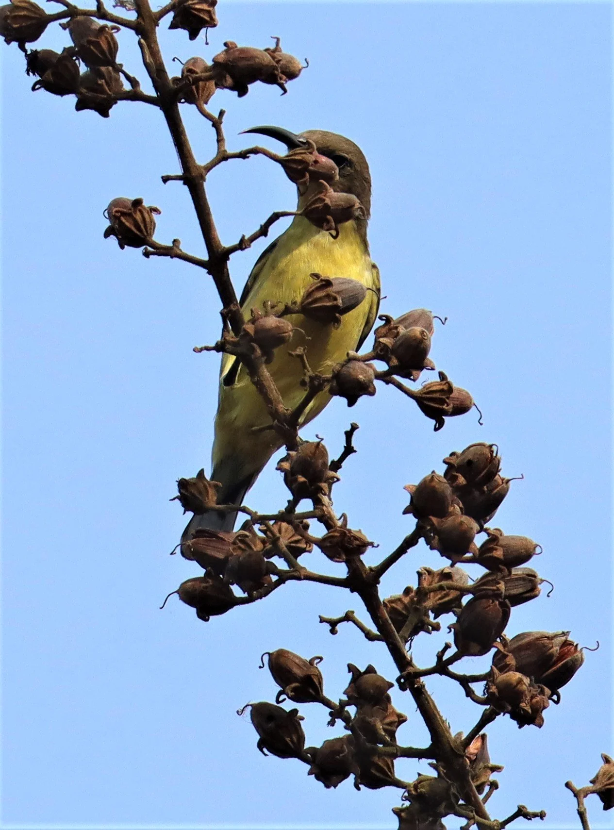 SUNBIRD - OLIVE-BACKED SUNBIRD - Nectarinia jugularis - KHAO YAI NATIONAL PARK THAILAND (2).jpg