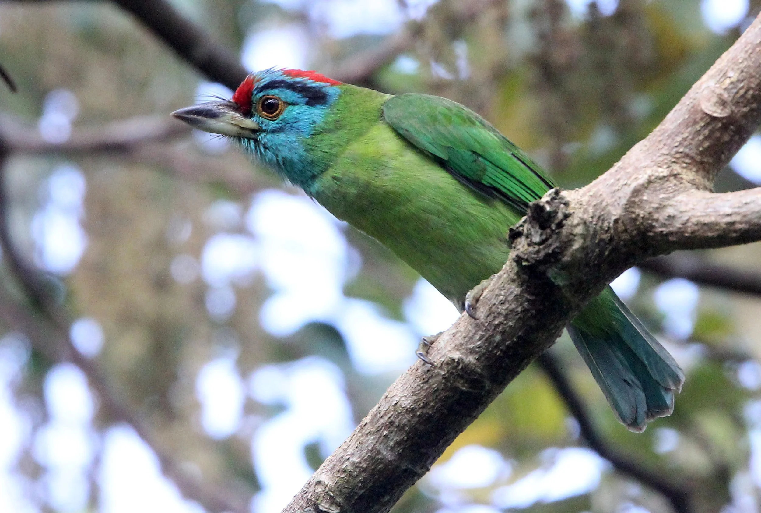 BARBET - BLUE-THROATED BARBET - Megalaima asiatica - KAENG KRACHAN THAILAND (11).JPG