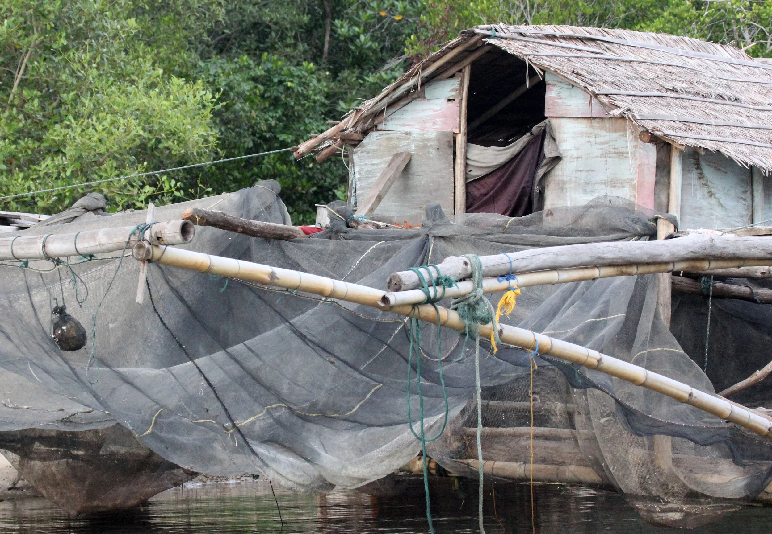 TANGKOKO NATIONAL PARK, SULAWESI INDONESIA (7).JPG