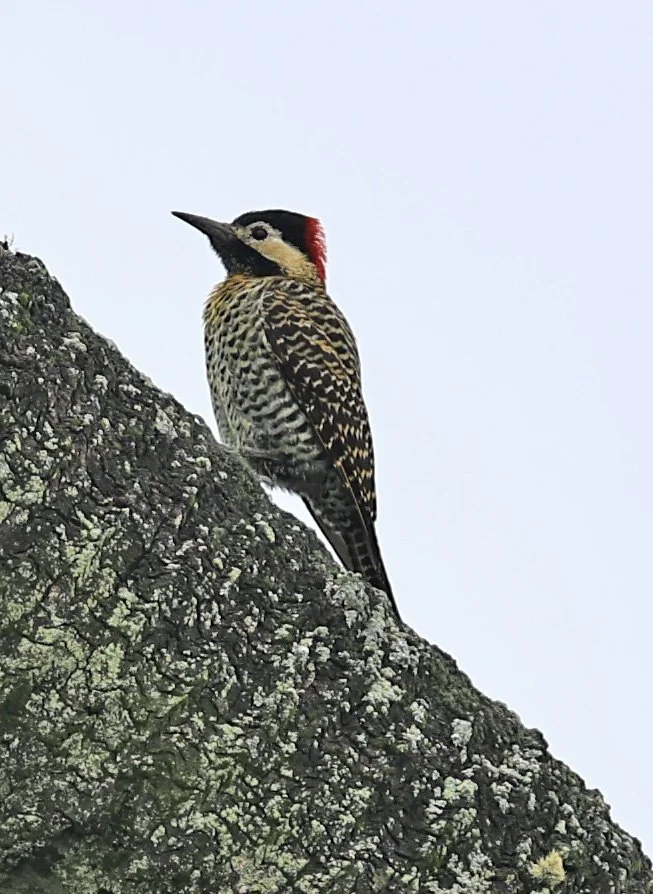 Green-barred Woodpecker (Colaptes melanochloros) El Palmar National Park, Entre Rios, Argentina (6).jpg