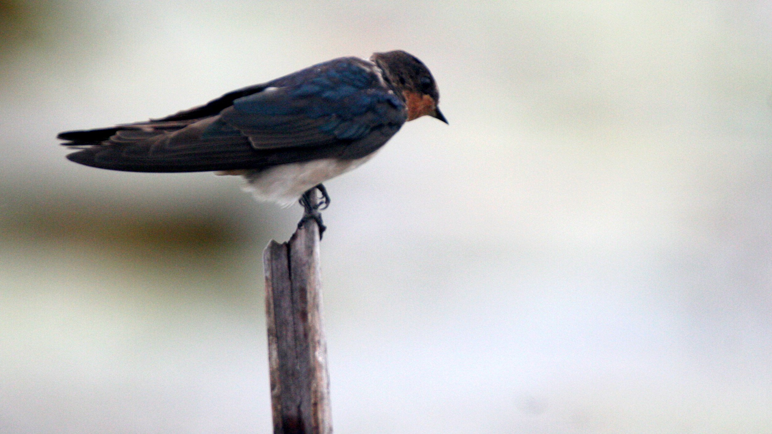 Barn Swallow (Hirundo rustica) Bueng Boraphet Thailand (8).JPG