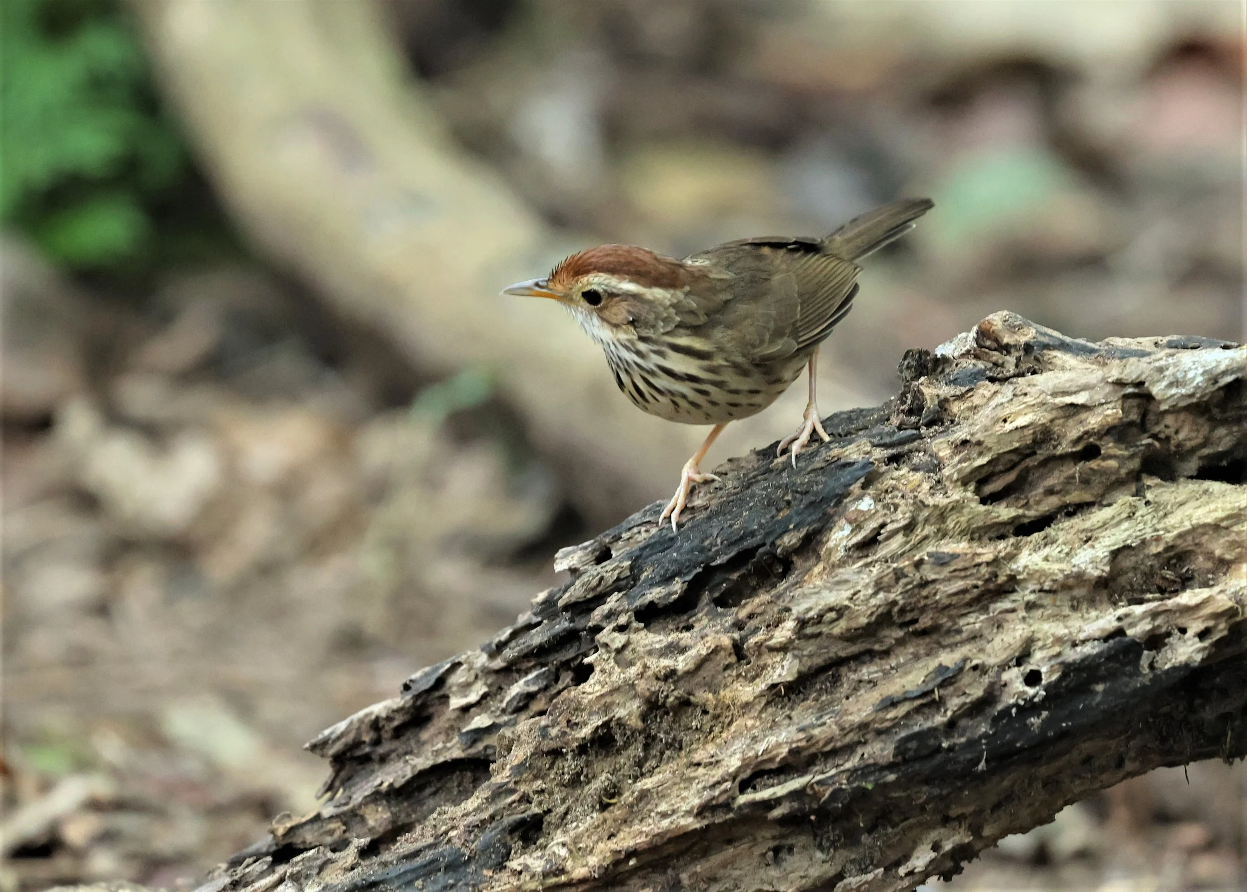 BABBLER - PUFF-THROATED BABBLER - Pellorneum ruficeps - PETCHABURI PROVINCE - NUY HIDE NEAR KAENG KRACHAN JAN 2022 (1).jpg