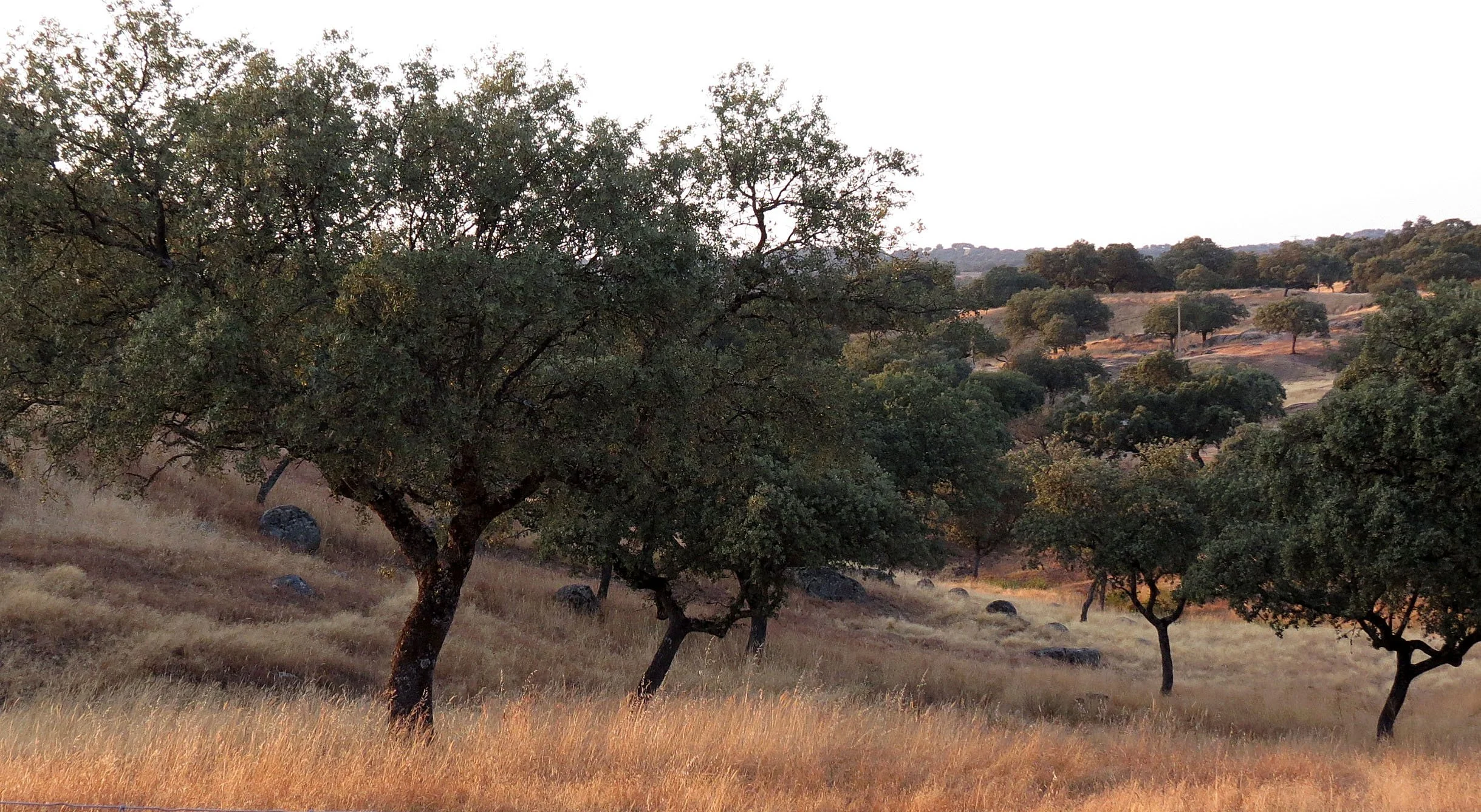 SIERRA DE ANDUJAR NATIONAL PARK SPAIN (17).JPG