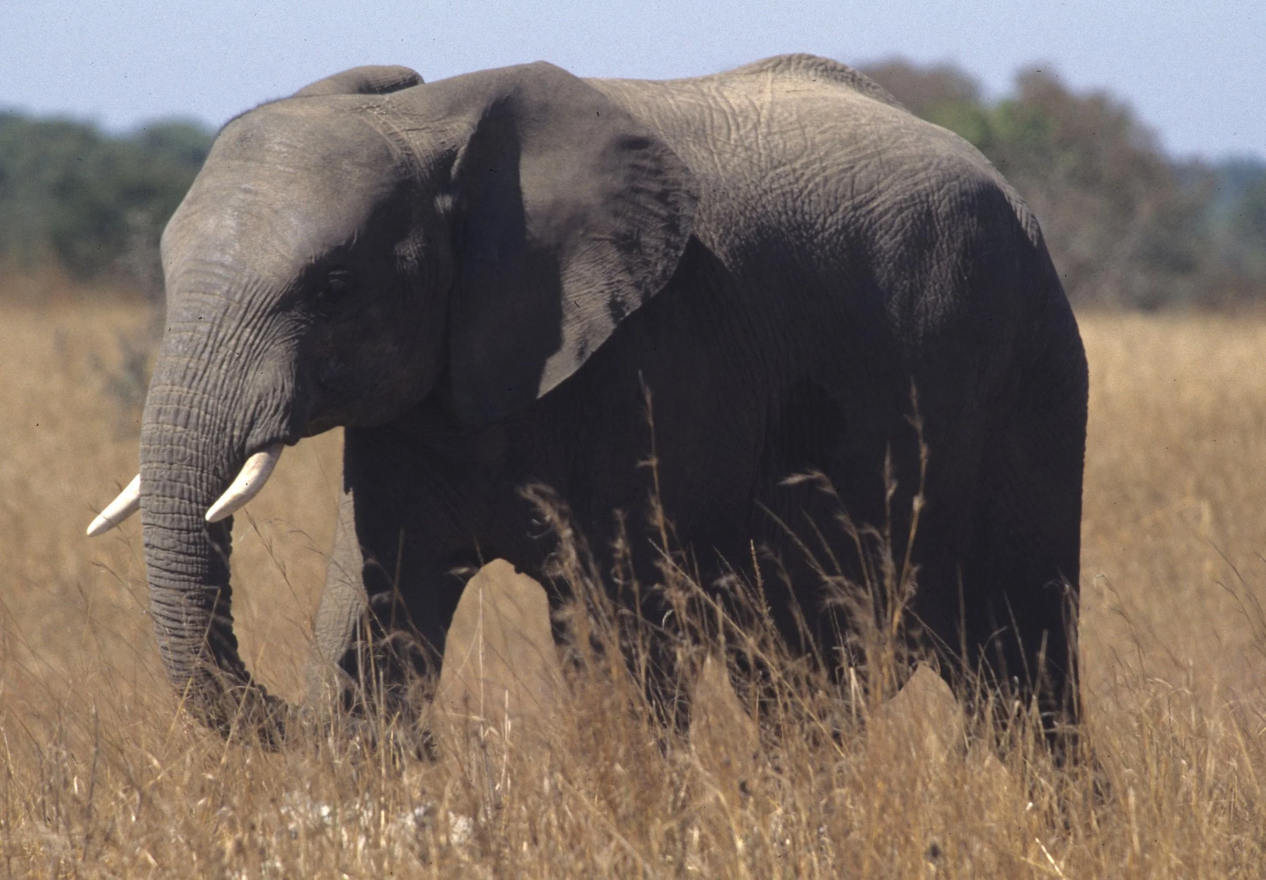ELEPHANT - SERENGETI 45.jpg