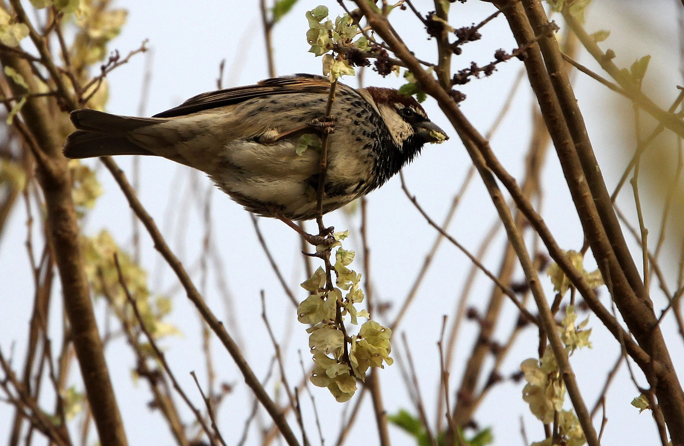 Spanish Sparrow (Passer hispaniolensis) Turpan Xinjiang China (10).JPG