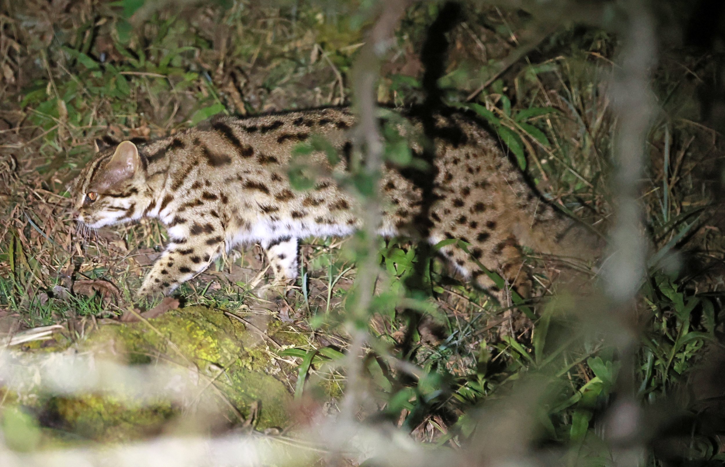 Mainland Leopard Cat (Prionailurus bengalensis) Tangjiahe National Nature Reserve, Sichuan China (32).jpg
