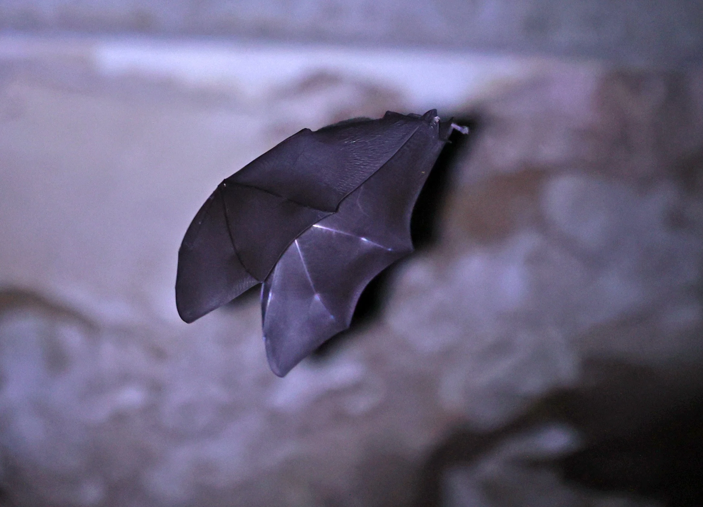 Hipposideros gentilis 