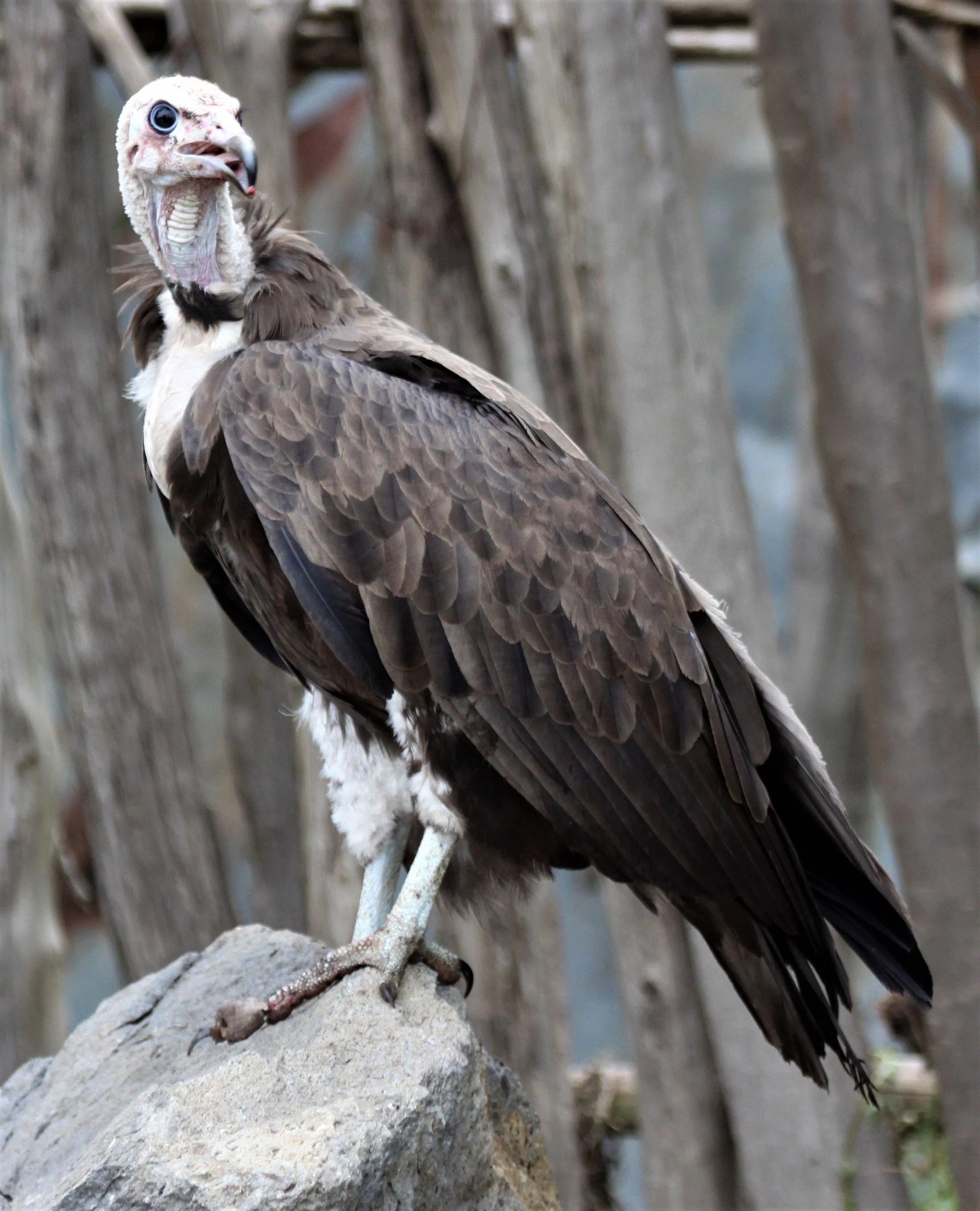 Trigonoceps occipitalis - WHITE-HEADED VULTURE - SHASHAMENE ETHIOPIA aa.jpg