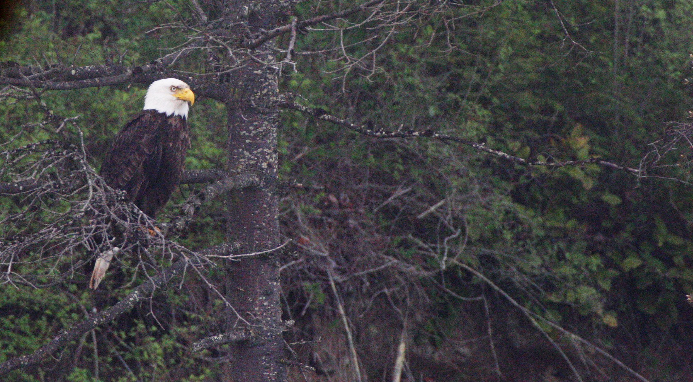 Haliaeetus leucocephalus - AMERICAN BALD EAGLE - LAKE FARM BLUFFS WASHINGTON (226).JPG