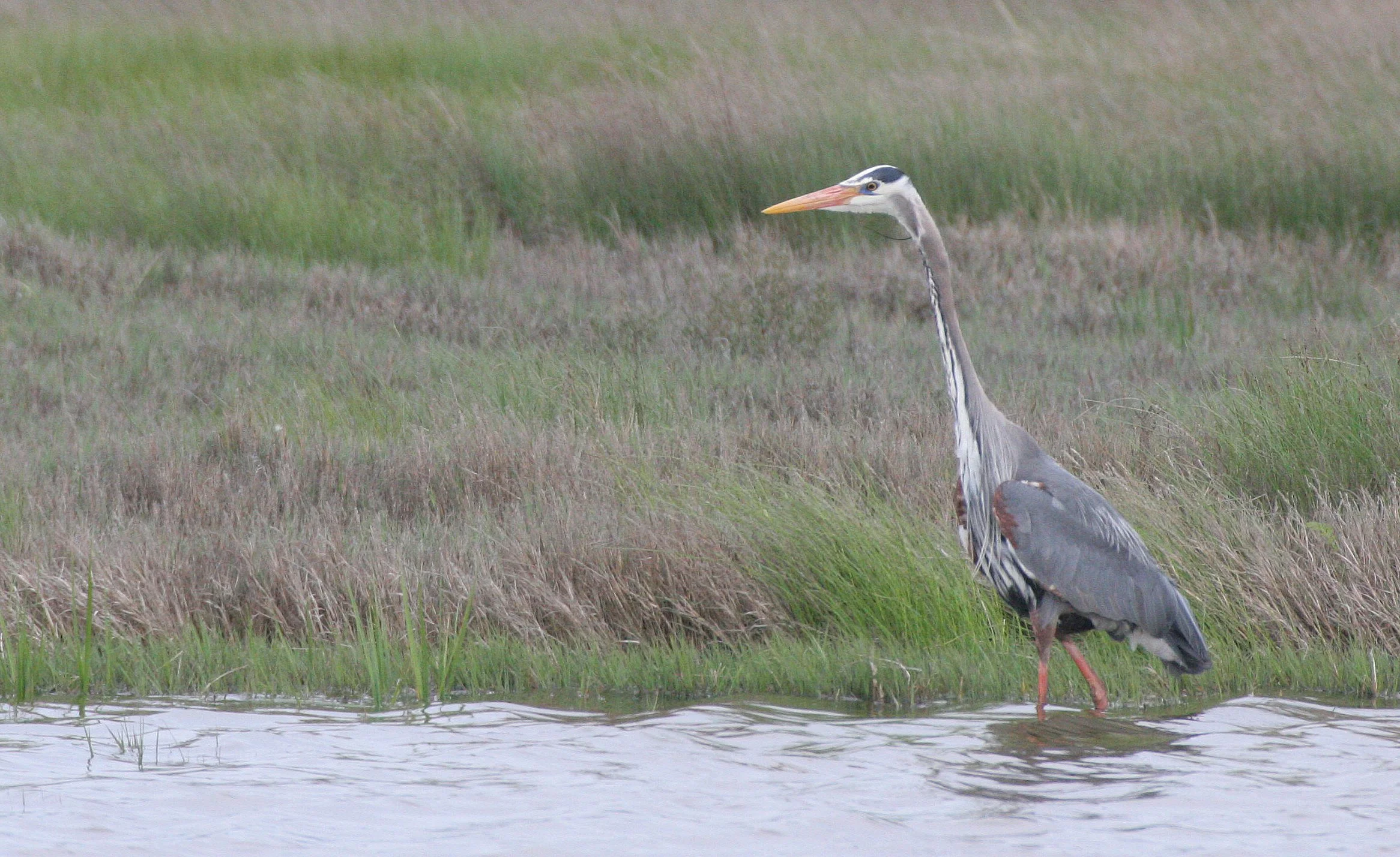 BIRD - HERON - GREAT BLUE HERON - JAMESTOWN WA.JPG