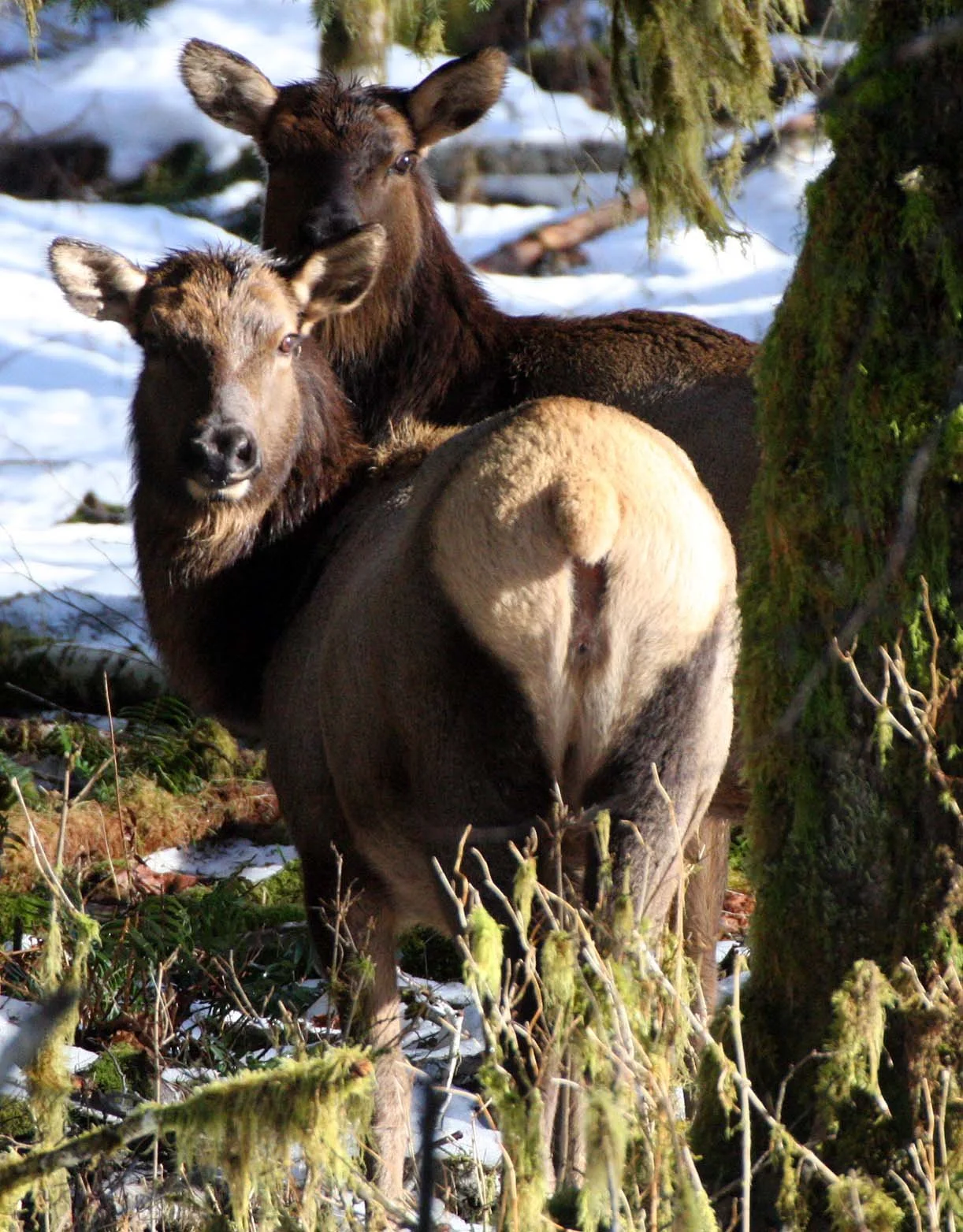 CERVID - ELK- ROOSEVELT ELK - HOH RAINFOREST WA (24).JPG