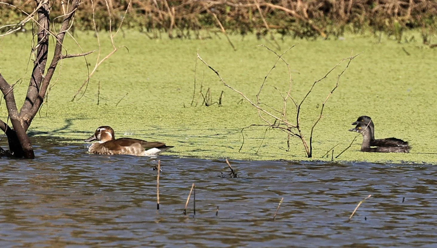 Least Grebe (Tachybaptus dominicus) Agua Dulce Paraguay.jpg