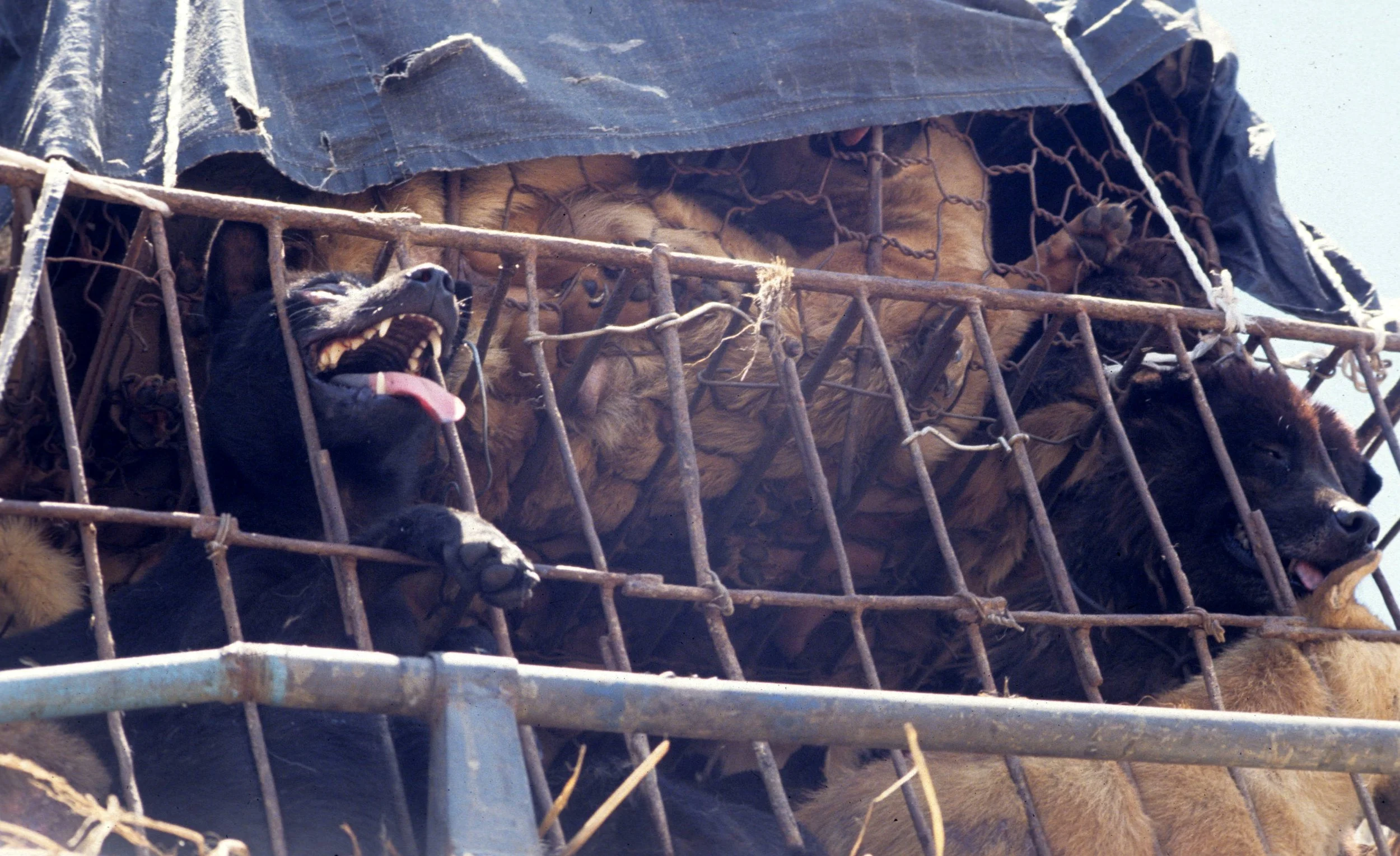 VIET NAM - ANIMALS FOR FOOD (2).jpg