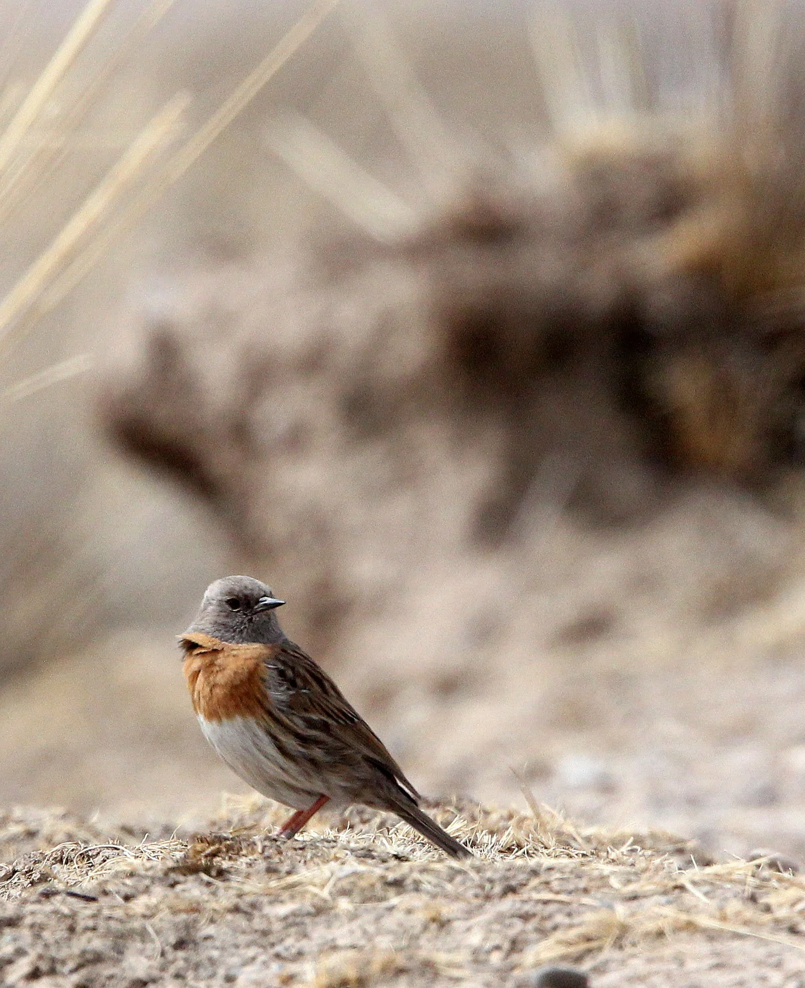 Robin Accentor (Prunella rubeculoides) Qinghai Lake China (5).JPG
