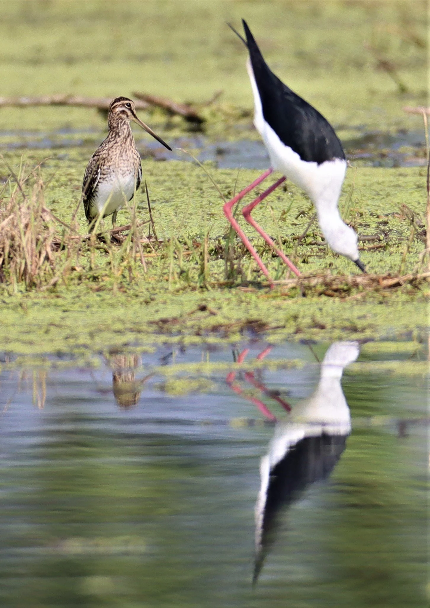 SNIPE - COMMON SNIPE - Gallinago gallinago - LAT KRABANG WETLANDS NEAR BKK (11).jpg