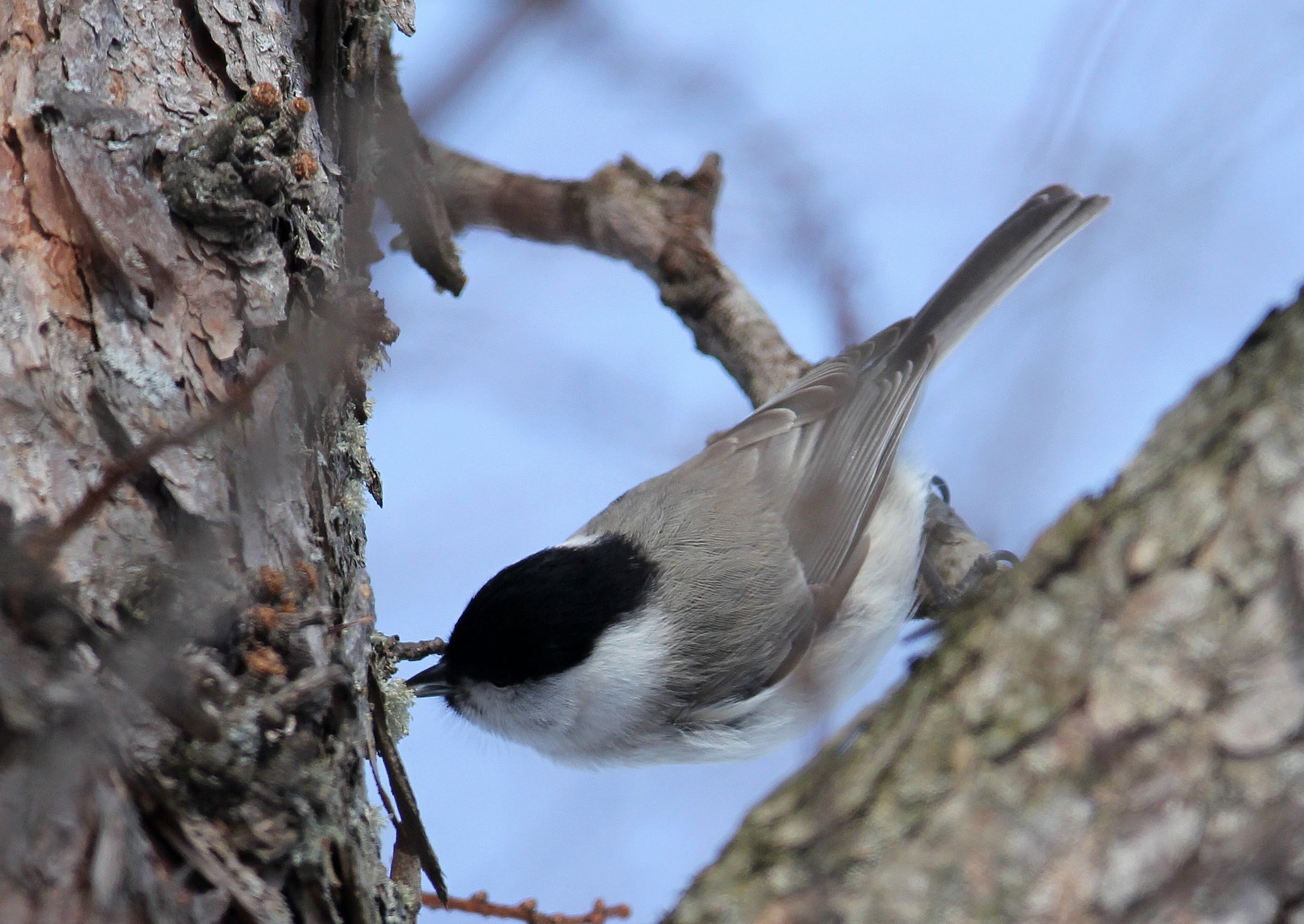 Willow Tit (Poecile montanus) Tsurui Crane Center, Hokkaido Japan (2).JPG