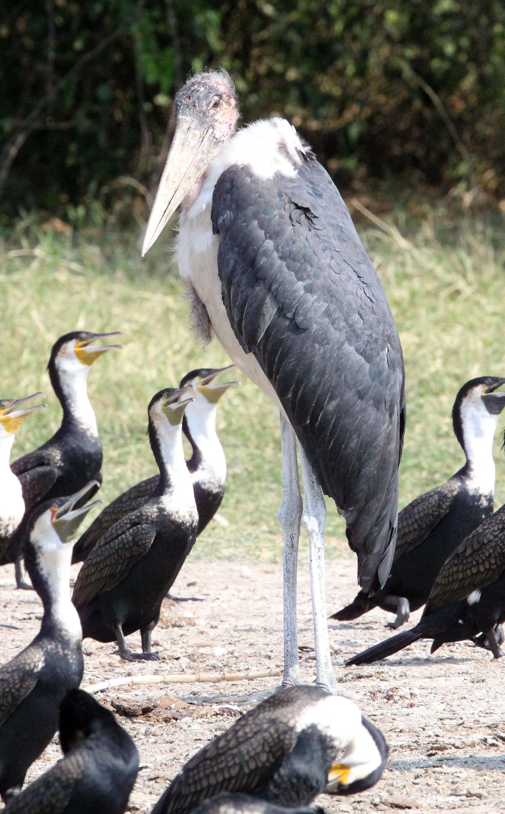 STORK - MARABOU STORK - Leptoptilos crumenifer - QUEEN ELIZABETH NATIONAL PARK UGANDA (7).JPG