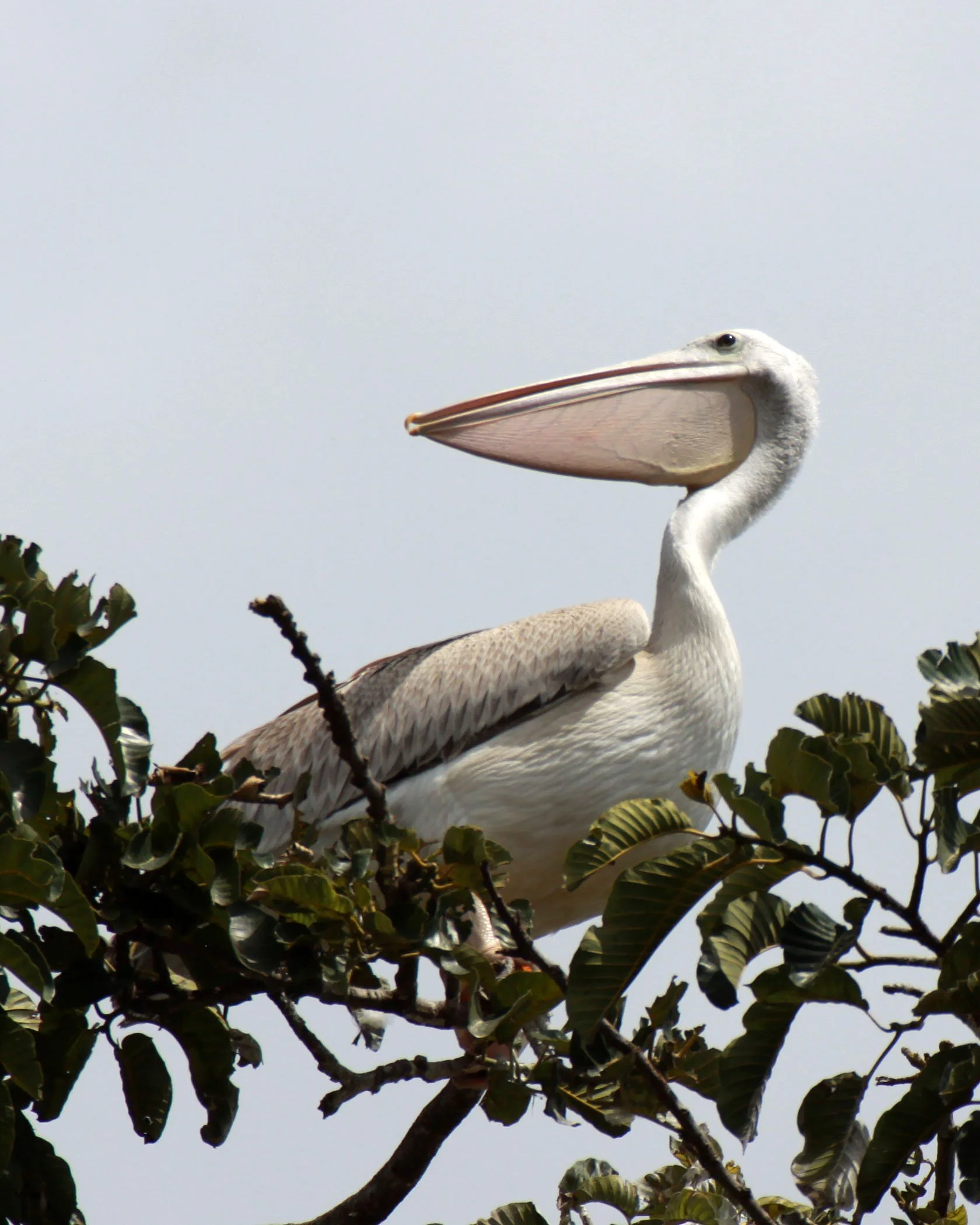 Pelecanus rufescens - PINK-BACKED PELICAN - QE PARK UGANDA (1).JPG