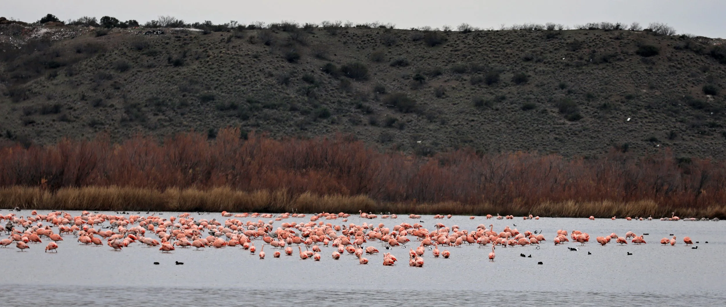 Chilean Flamingo (Phoenicopterus chilensis) Lagunas del Ornitólogo, Trelew Argentina (73).jpg