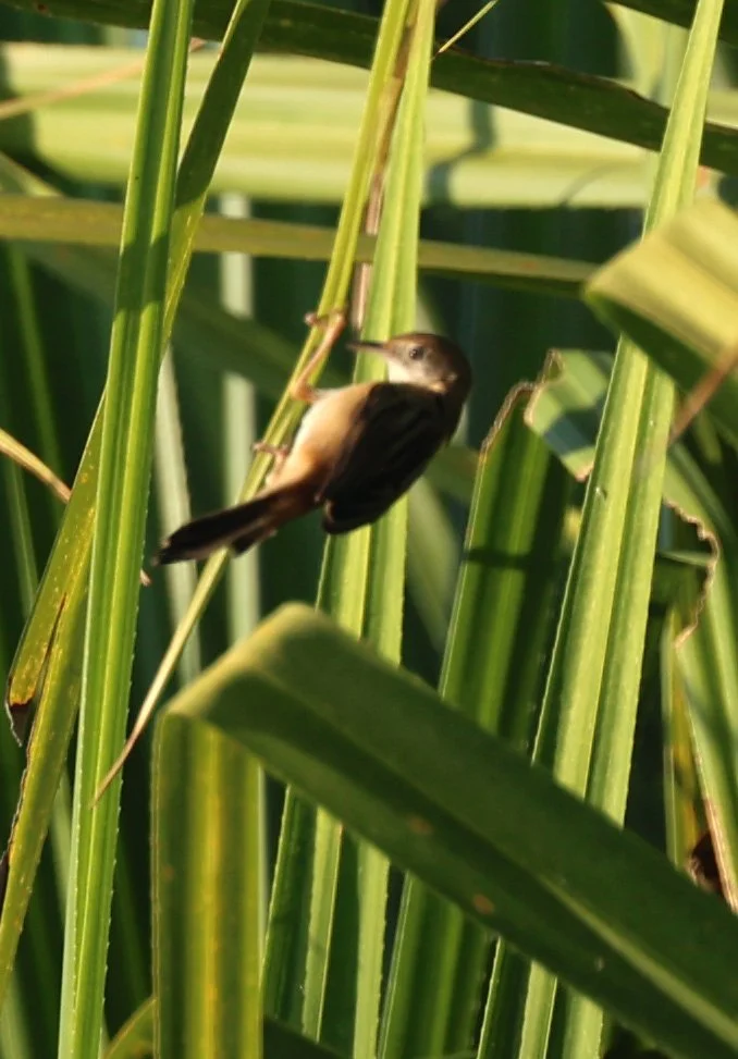 Australian Reed Warbler (Acrocephalus australis) Kakadu NP, Yellow Water Billabong - Northern Territory