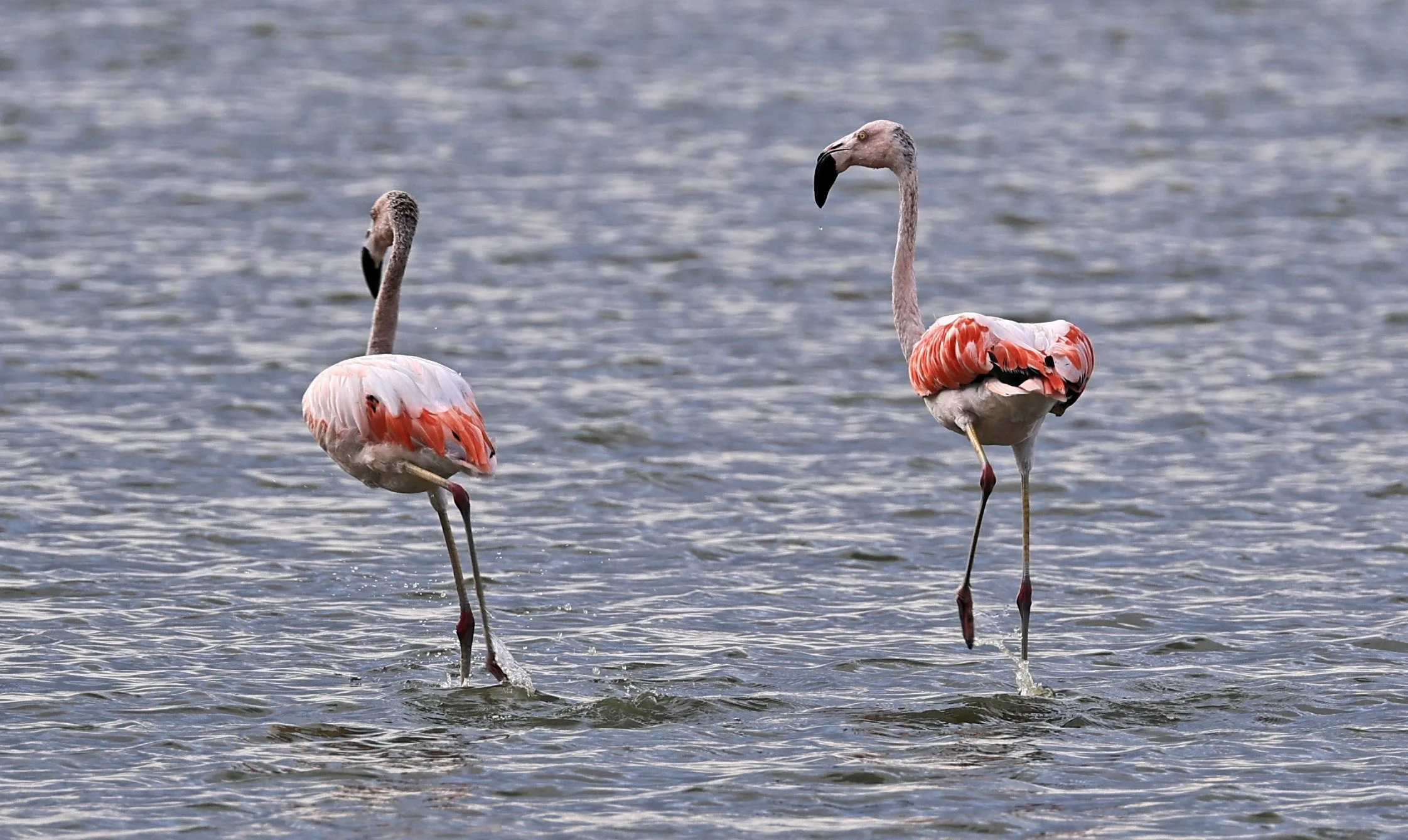 Chilean Flamingo (Phoenicopterus chilensis) Chaco Lodge & Laguna Salada Paraguay (25).jpg