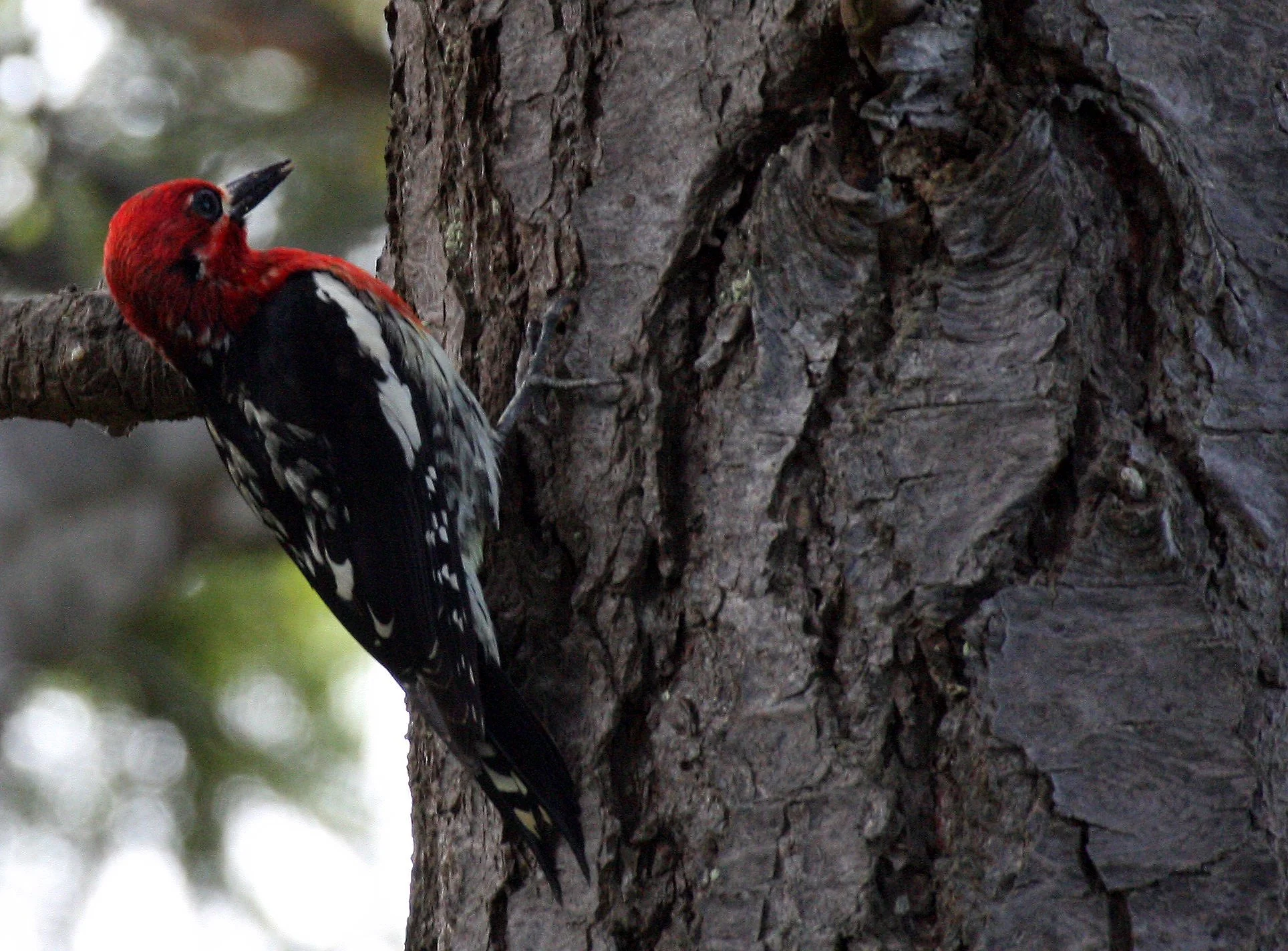 BIRD - WOODPECKER - RED-BREASTED SAPSUCKER - LAKE FARM TRAILS.JPG