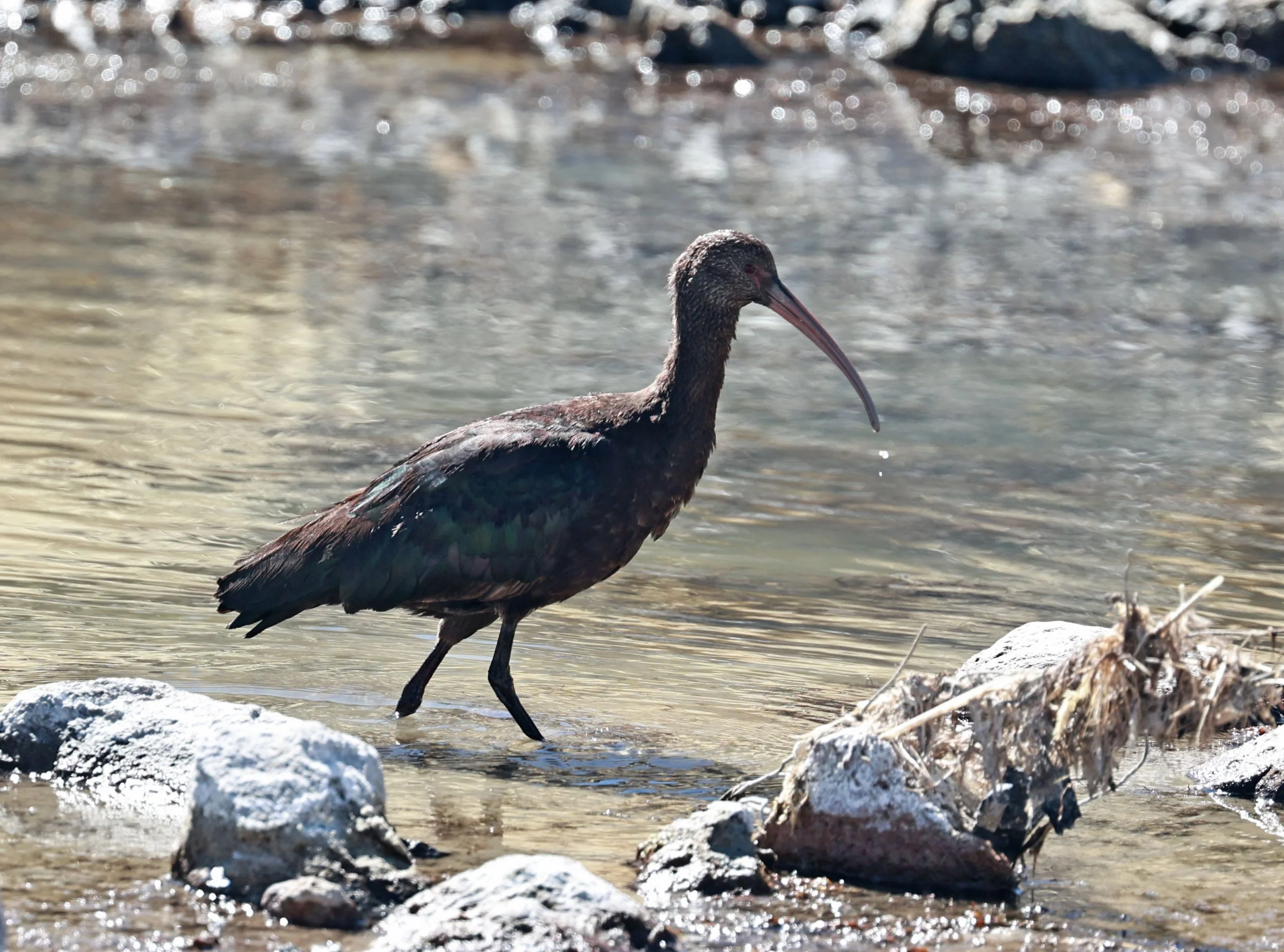 Ibis - Puna Ibis - Plegadis ridgwayi - Lauca National Park, Chile (4).jpg