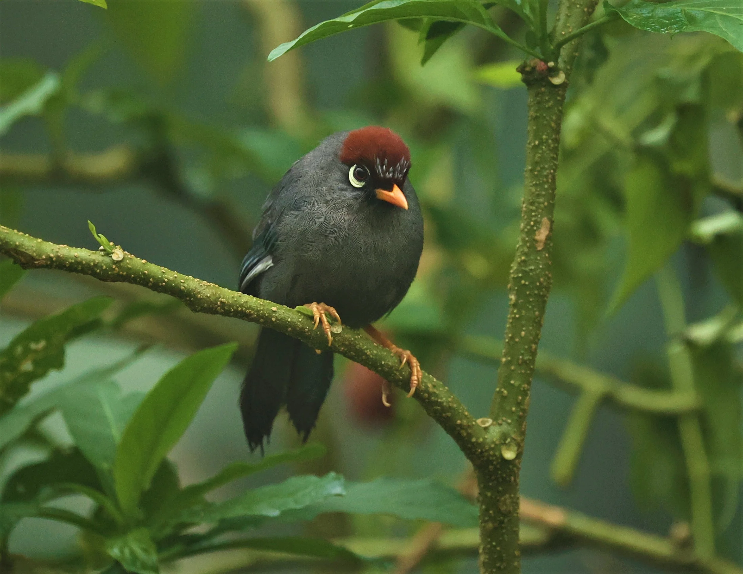 Pterorhinus mitratus - CHESTNUT-CAPPED LAUGHINGTHRUSH - FRASER'S HILL RAUB DISTRICT PAHANG MALAYSIA (35).jpg