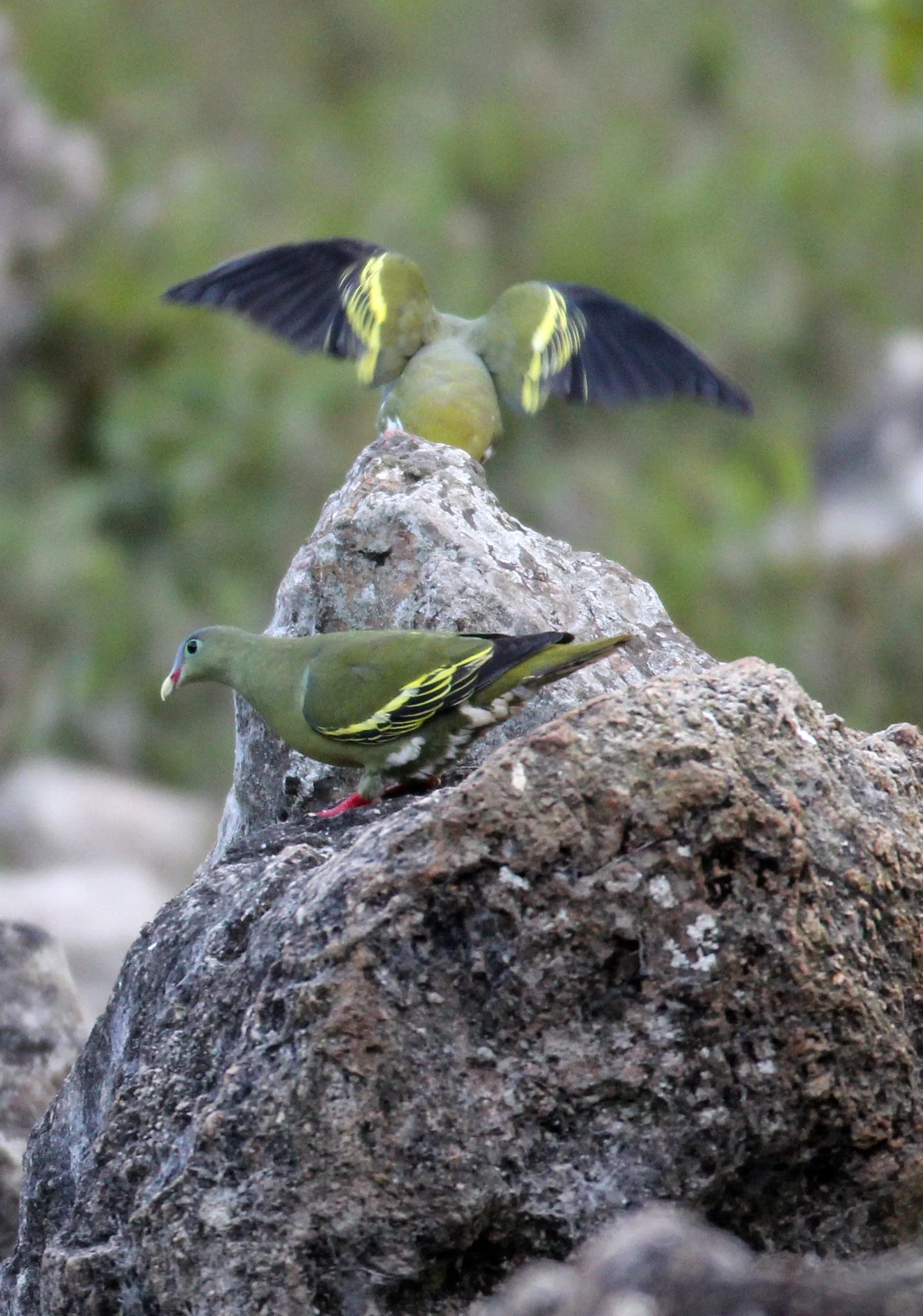 Thick-billed Green Pigeon (Treron curvirostra) Kapok Kapien Station and Mineral Lick Huai Kha Khaeng (13).JPG