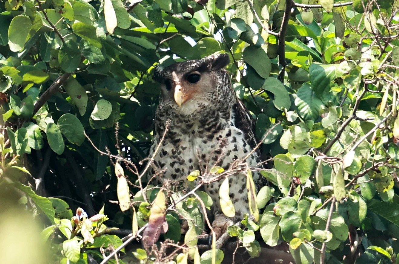 Spot-bellied Eagle-Owl (Bubo nipalensis) Pak Chong Mu Si Municipality Feb 2026  (31).jpg
