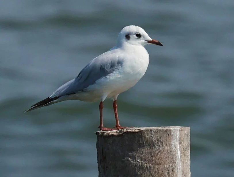 GULL - BLACK-HEADED GULL - Chroicocephalus ridibundus - GULF OF SIAM OFF BANGKOK & SAMUT SAKHORN FEB 05 2022 (6).jpg