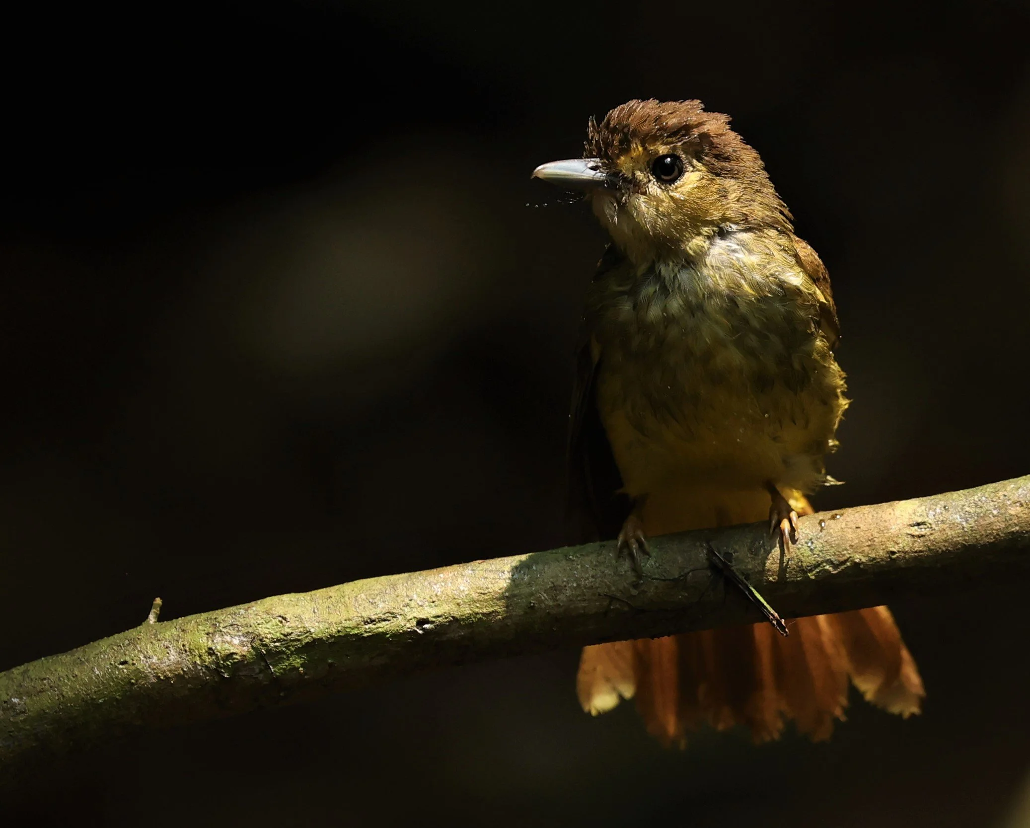 BULBUL - HAIRY-BACKED BULBUL - Tricholestes criniger - KRUNG CHING, KHAO LUANG NP NST, APRIL 2022 (50).jpg