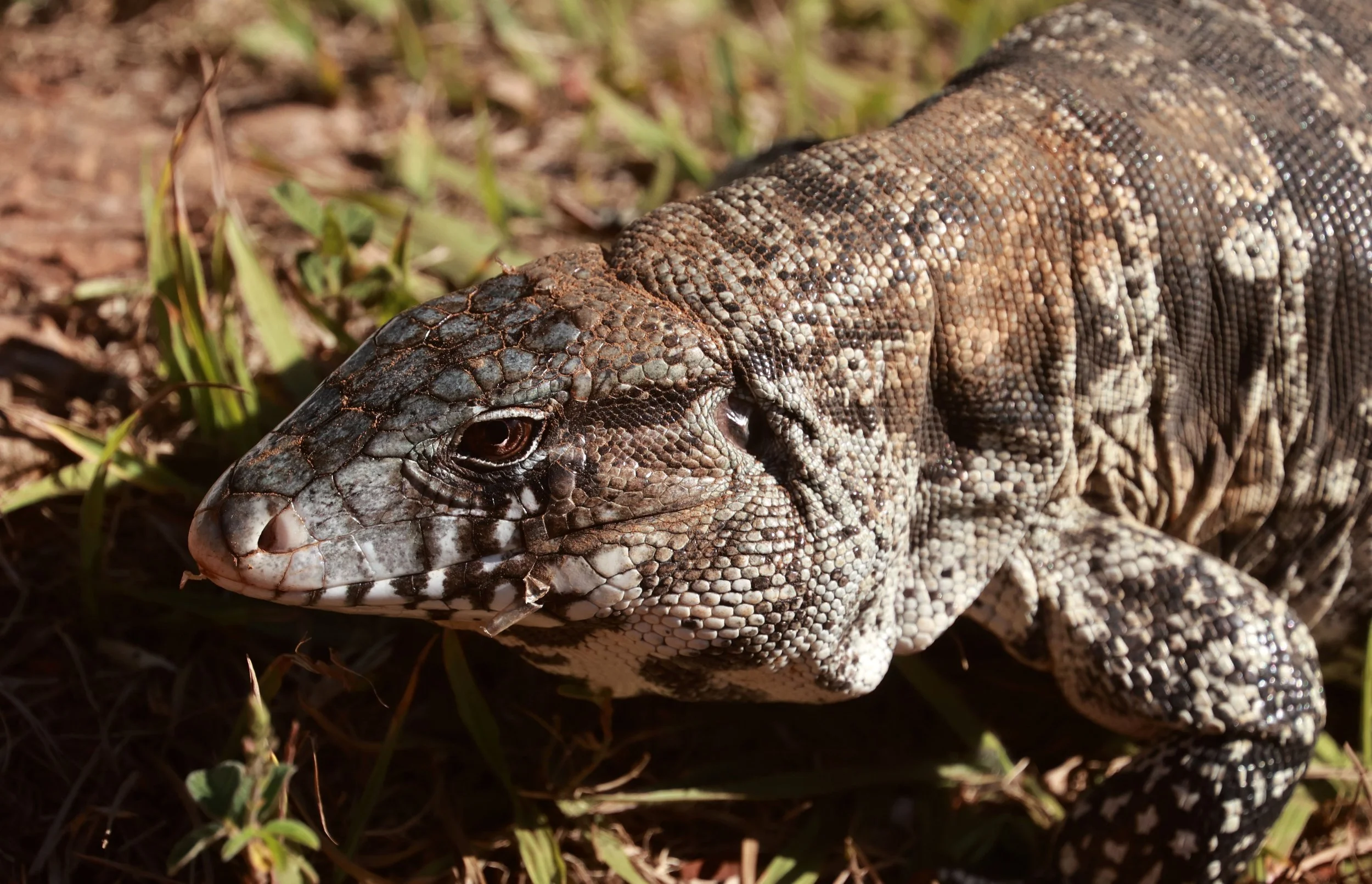 Salvator merianae - Argentine Black & White Tegu - Emas National Park, Goias State, Brazil (20).jpg