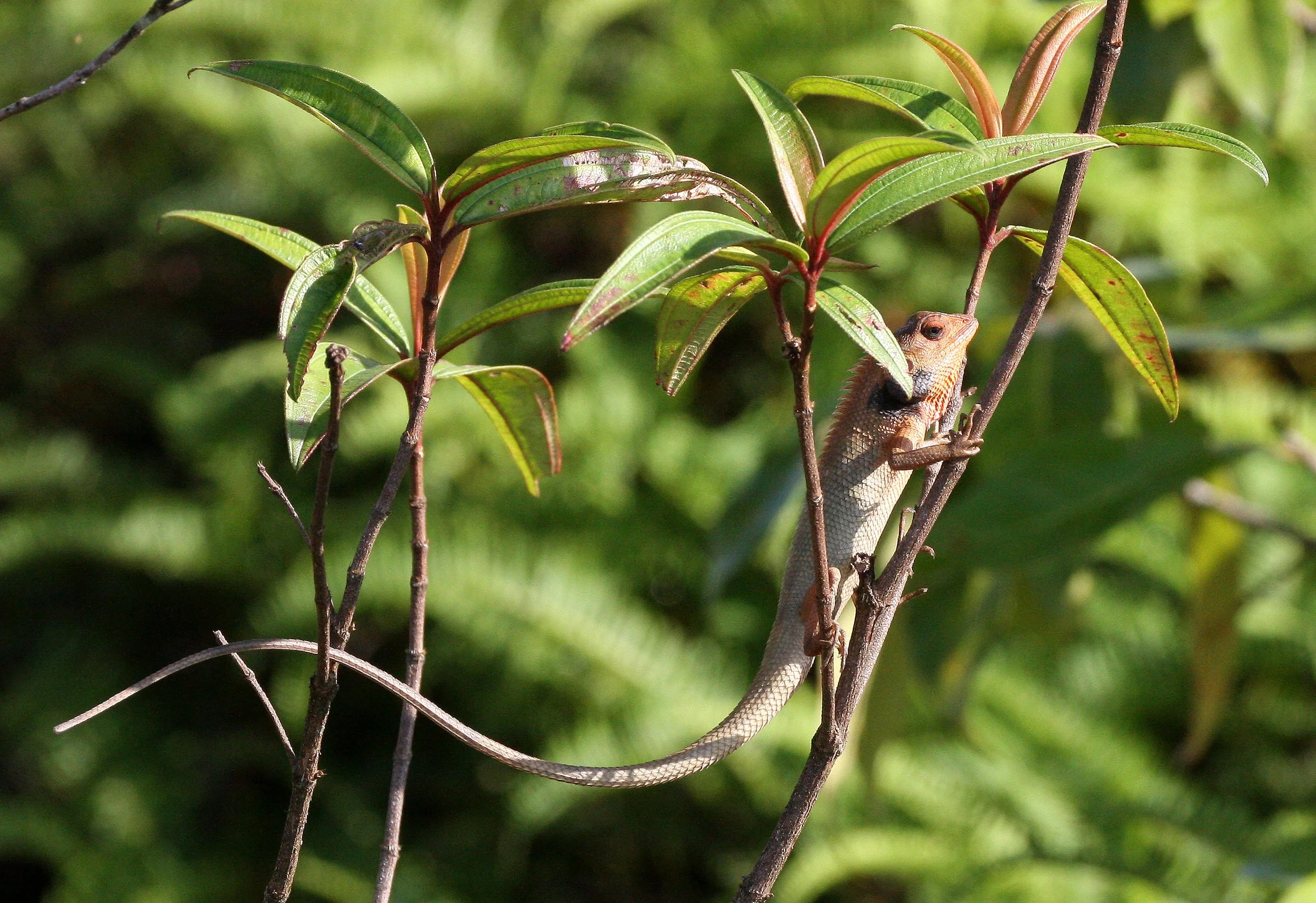 Calotes versicolor  - ORIENTAL GARDEN LIZARD - KRUNG CHIN THALE MOG VIEW POINT THAILAND (4).JPG