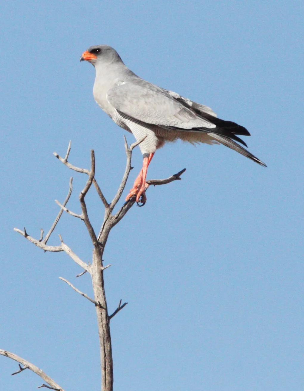 Melierax canorus - SOUTHERN PALE CHANTING GOSHAWK - KGALAGADI NATIONAL PARK SOUTH AFRICA (11).JPG