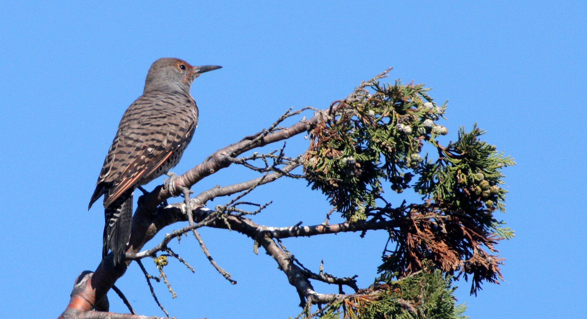 BIRD - WOODPECKER - FLICKER - NORTHERN FLICKER (8).JPG