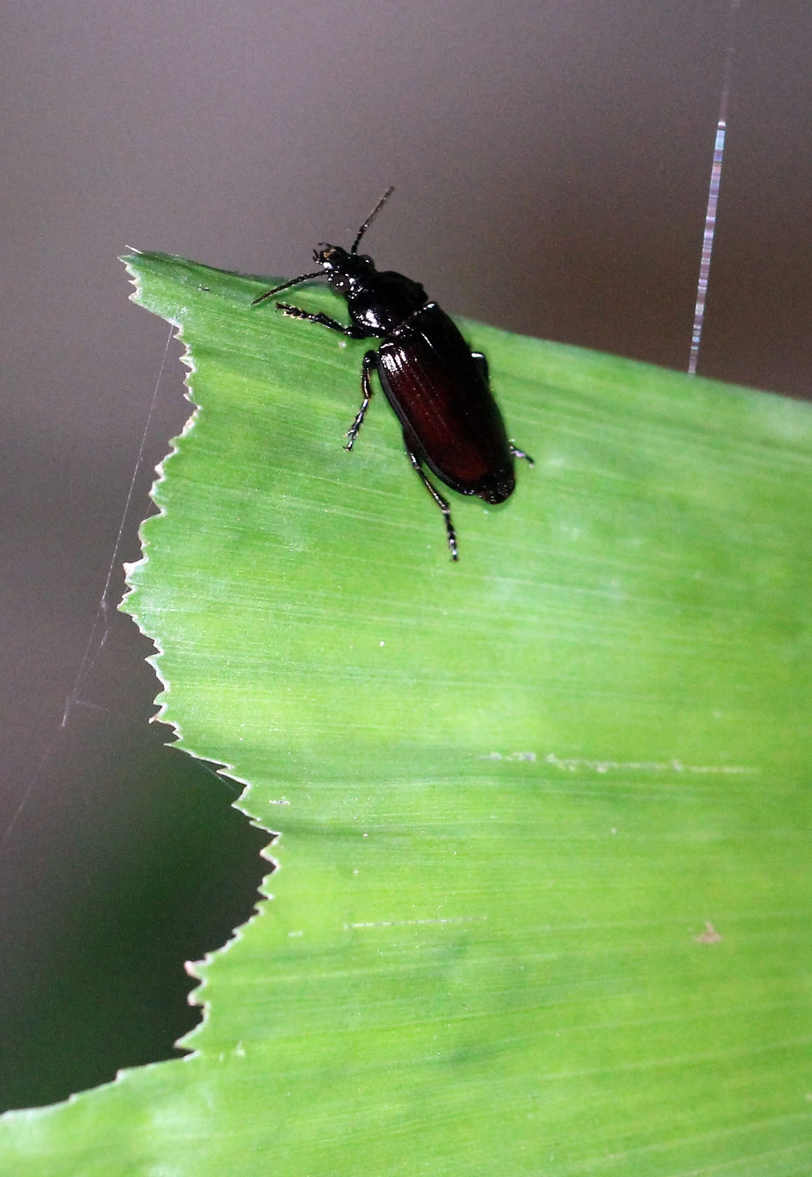 Carabidae species 2 - Koh Lanta Thailand 