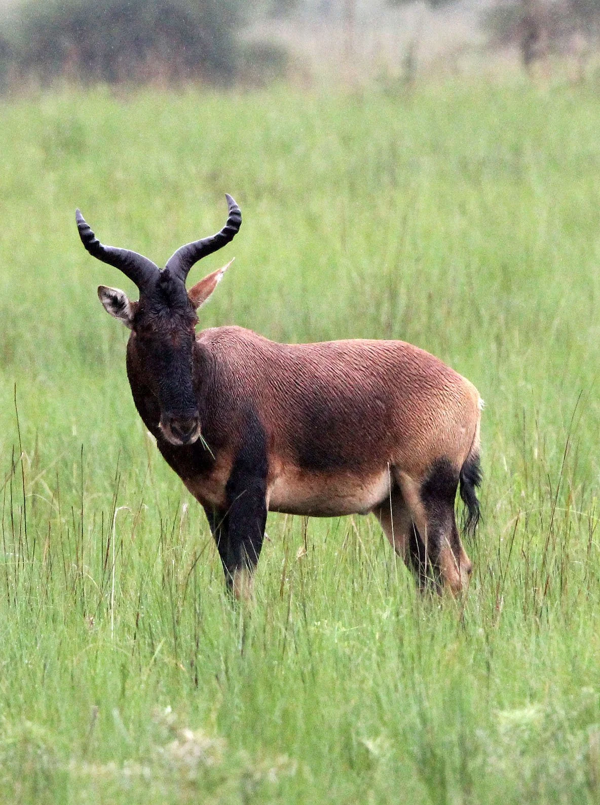 HARTEBEEST - SWAYNE'S HARTEBEEST - Alcephalus swaynei - SENKELE SANCTUARY ETHIOPIA (57).JPG