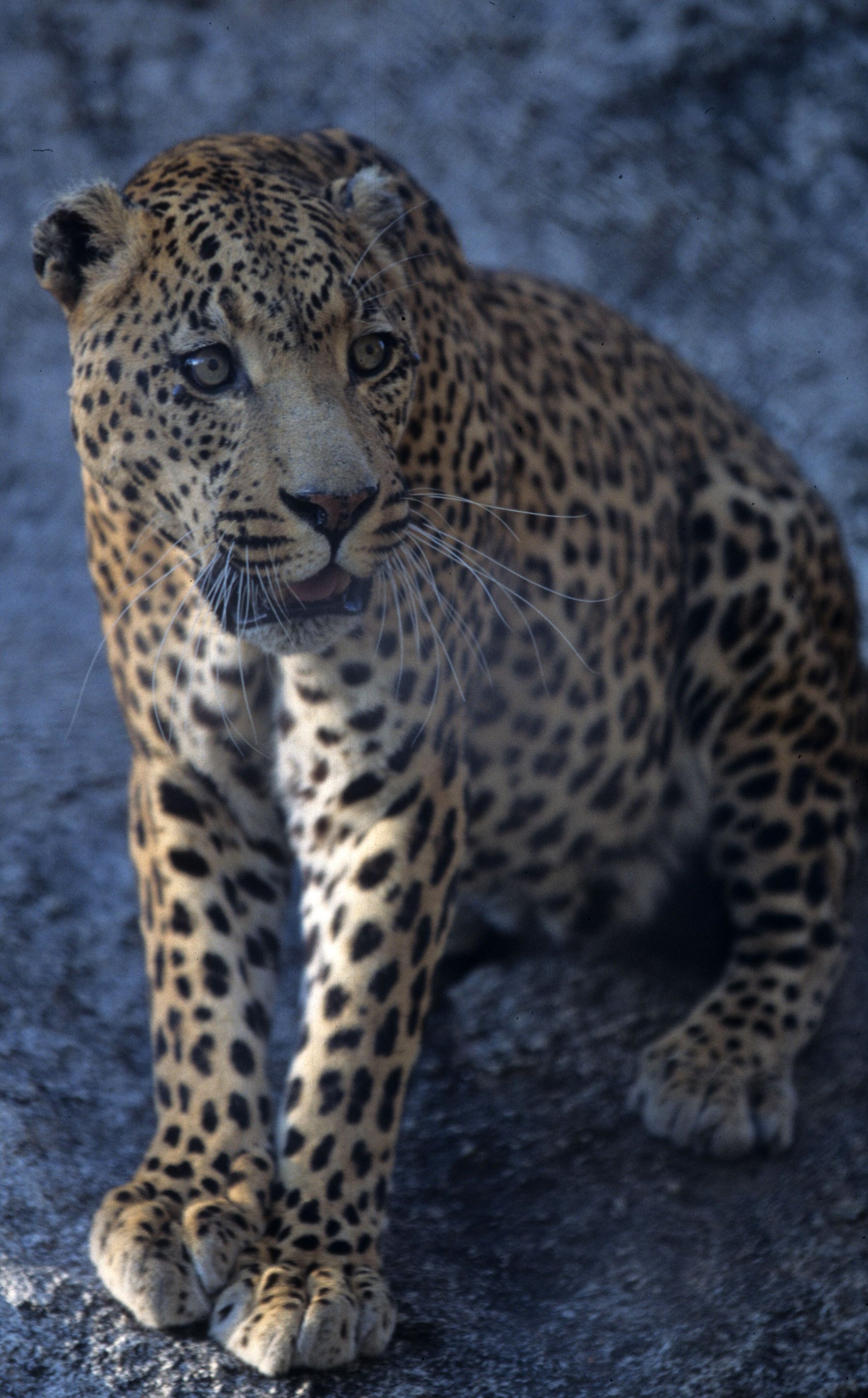 FELID - LEOPARD - ZIMBABWE (11).jpg