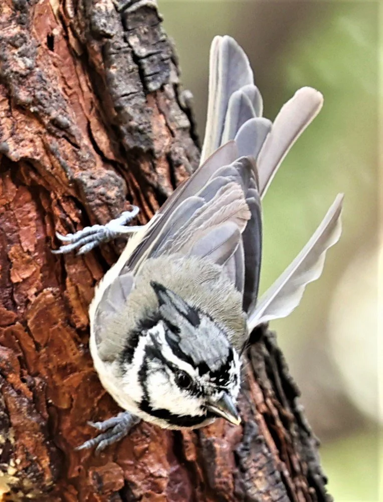 Bridled Titmouse (Baeolophus wollweberi) Cave Creek Arizona (3).jpg