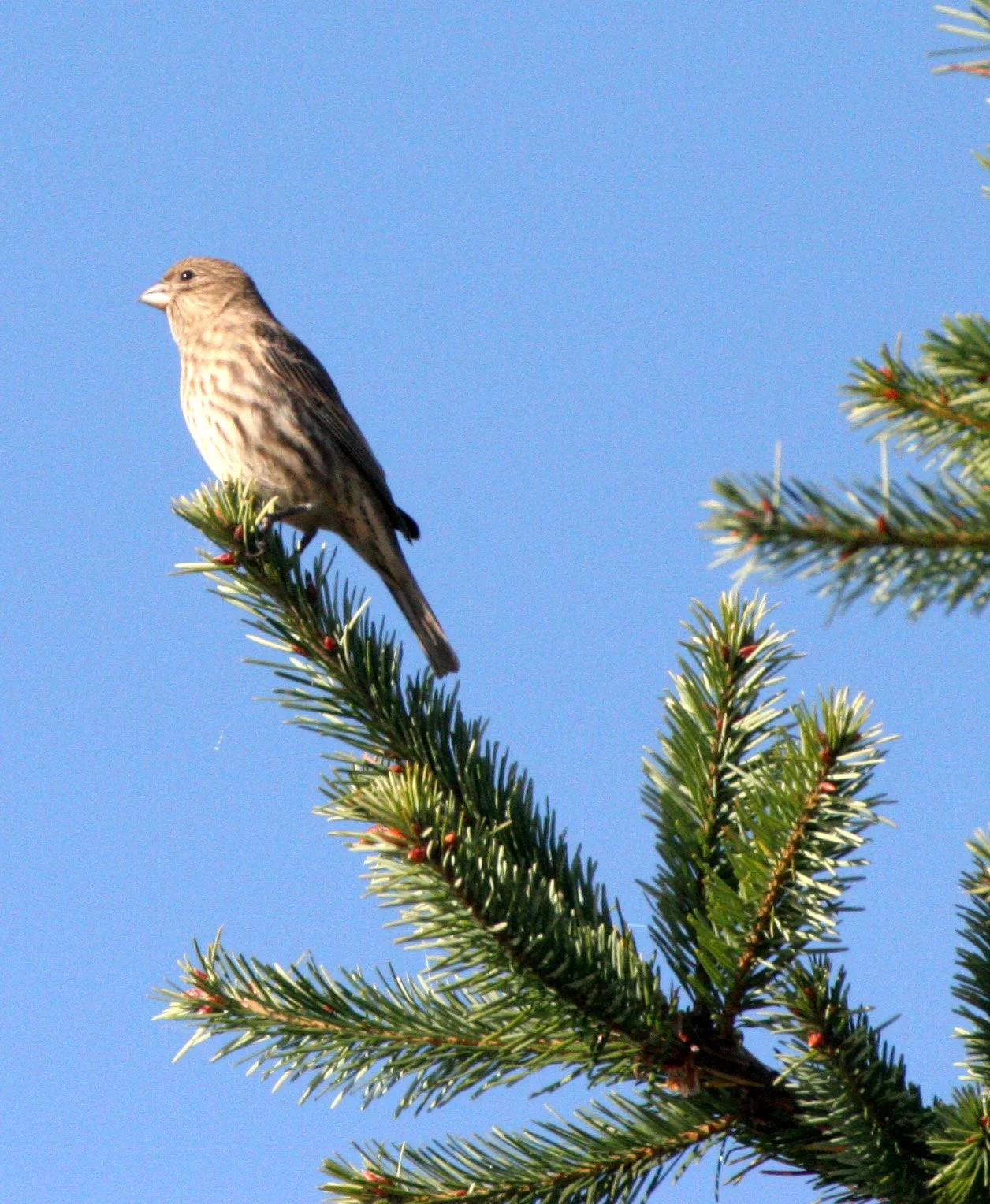 BIRD - SISKIN - PINE SISKIN - DUNGENESS WETLANDS (2).JPG
